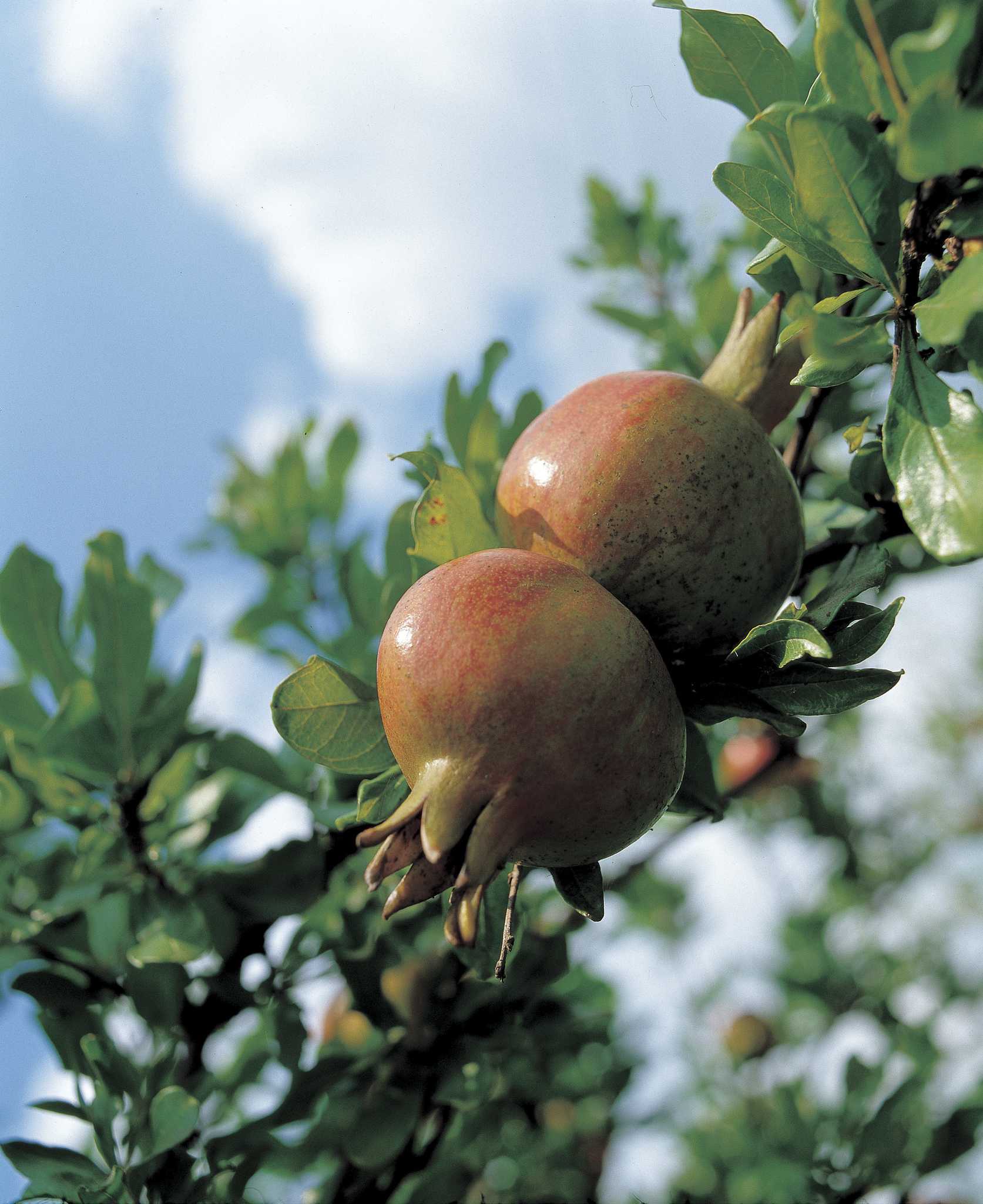 What Fruit Trees Have Thorns?