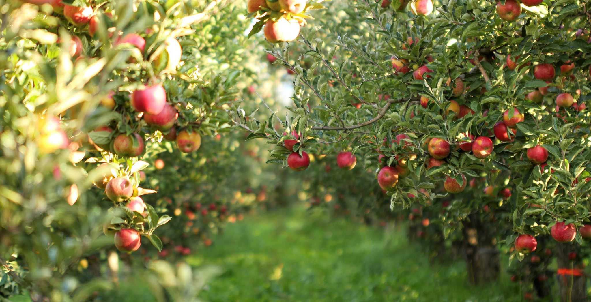 What Kind of Fertilizer Do You Use on Apple Trees?