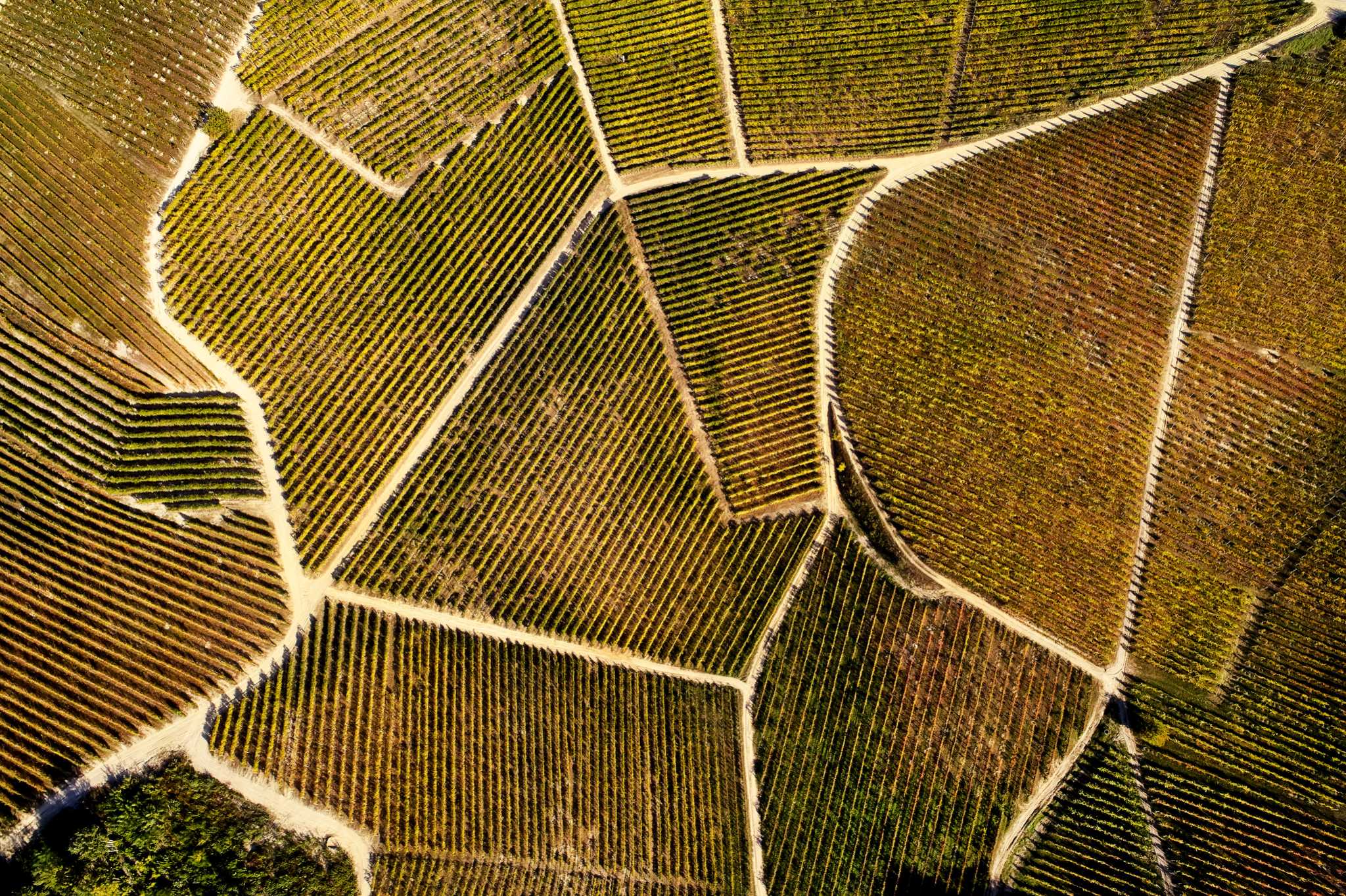 Fruit and Vegetable Plants in Zones 9 and 10