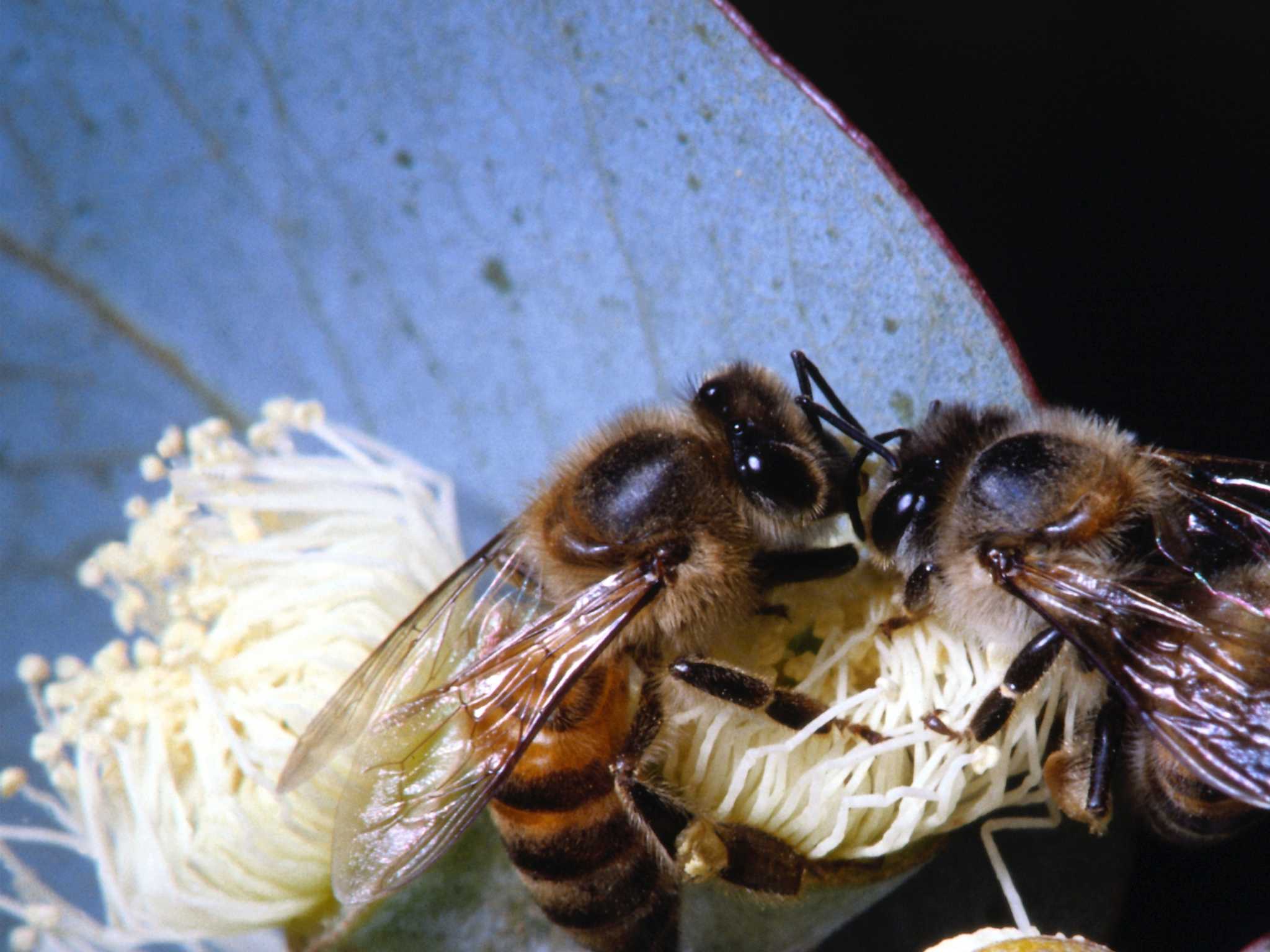 Do All Fruit & Veggie Flowers Need to Be Pollinated by Hand in a