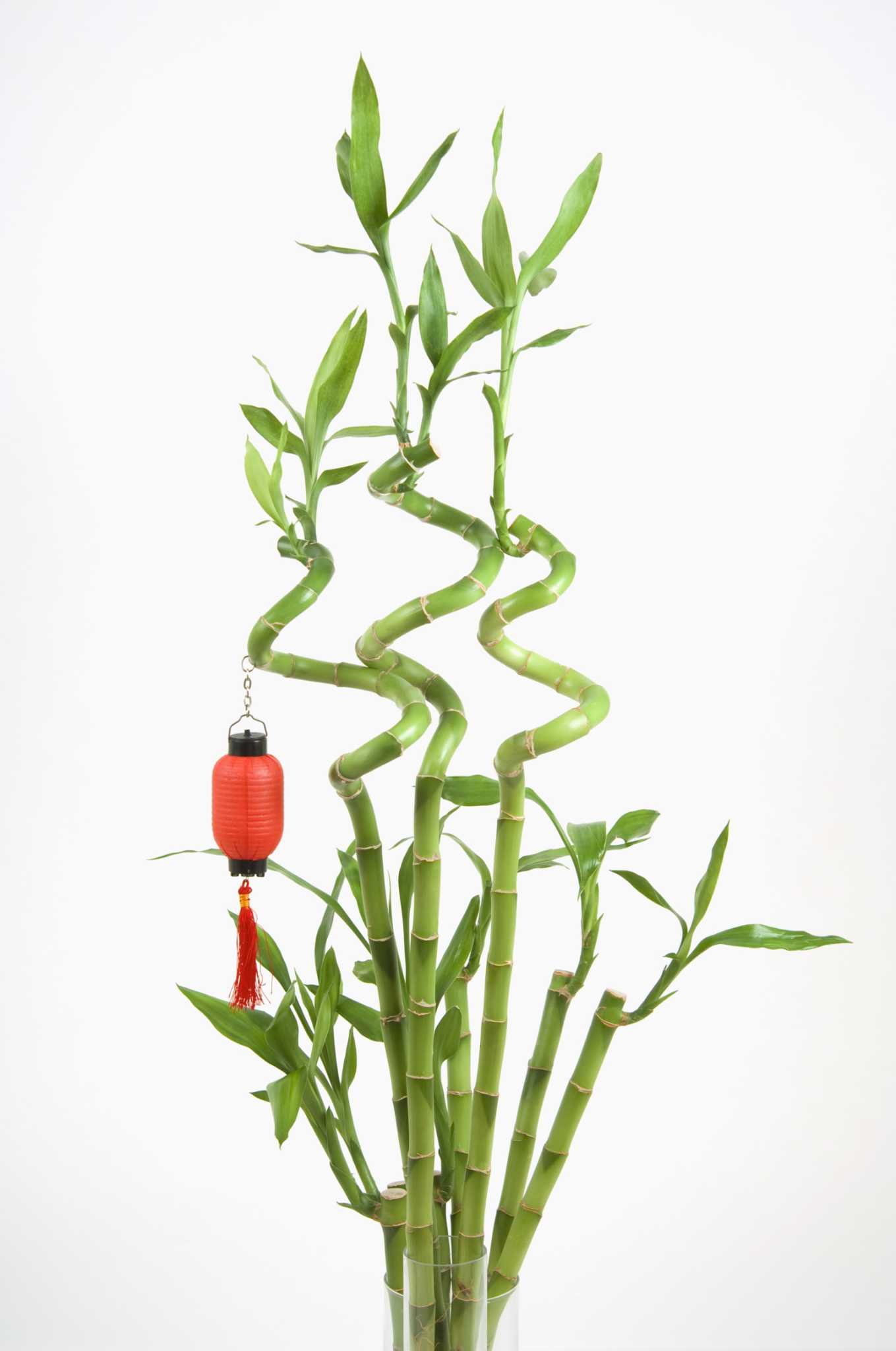 grass jelly plant Yanang, Grass Jelly Vine (Tiliacora triandra) main image 0