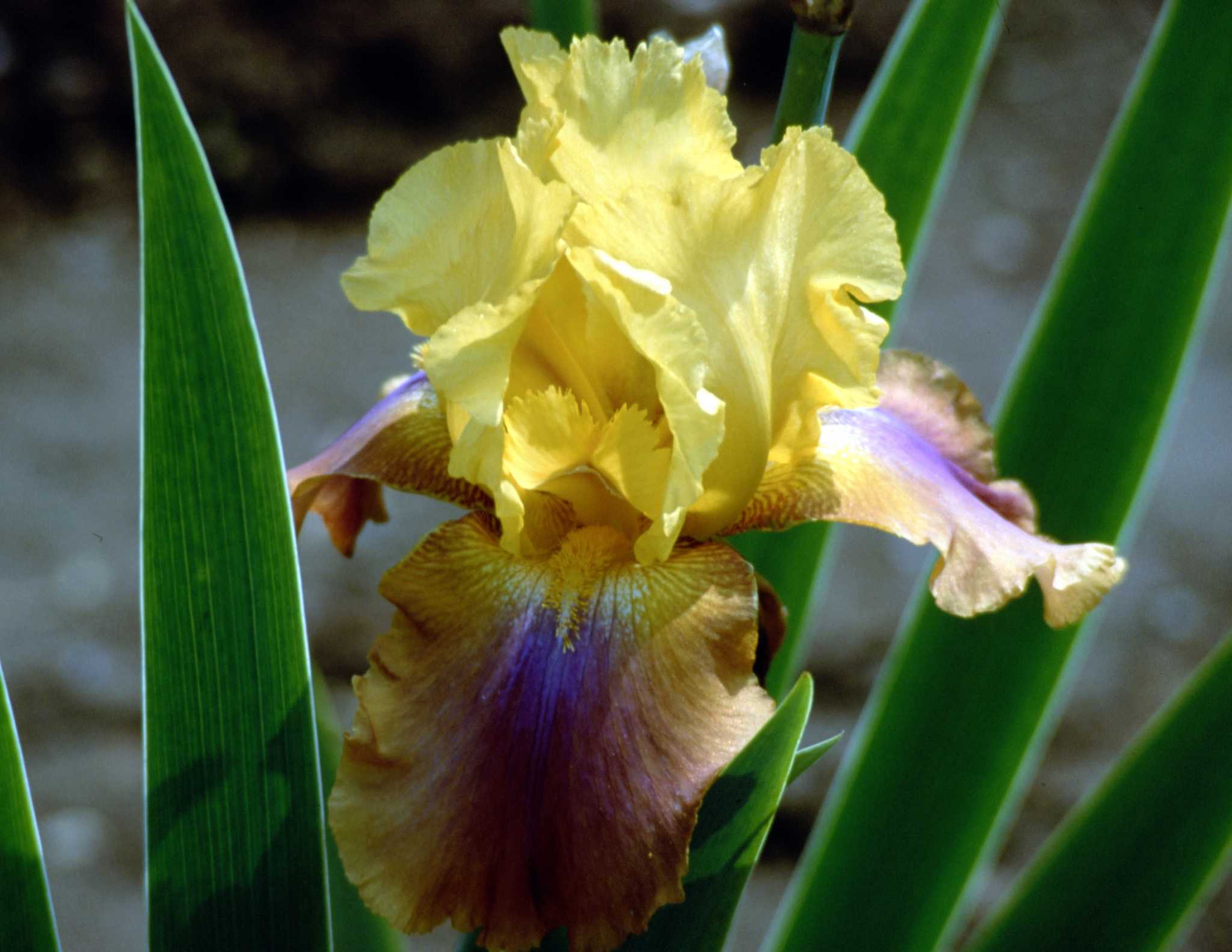 10 Factoids About Iris - White Flower Farm's blog