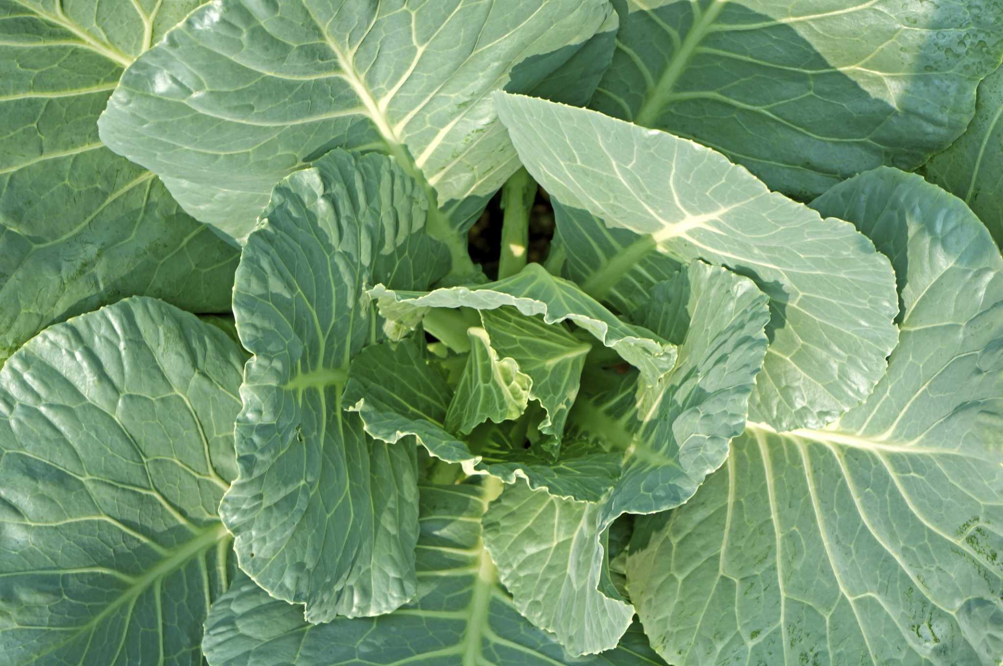 How to Grow Collard Greens  Learn More About the Collard Plant – Bonnie  Plants