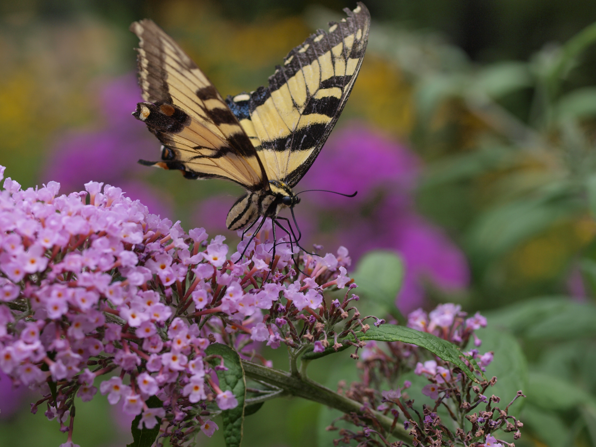 can-you-cut-back-butterfly-bushes-in-april-with-no-sprouts