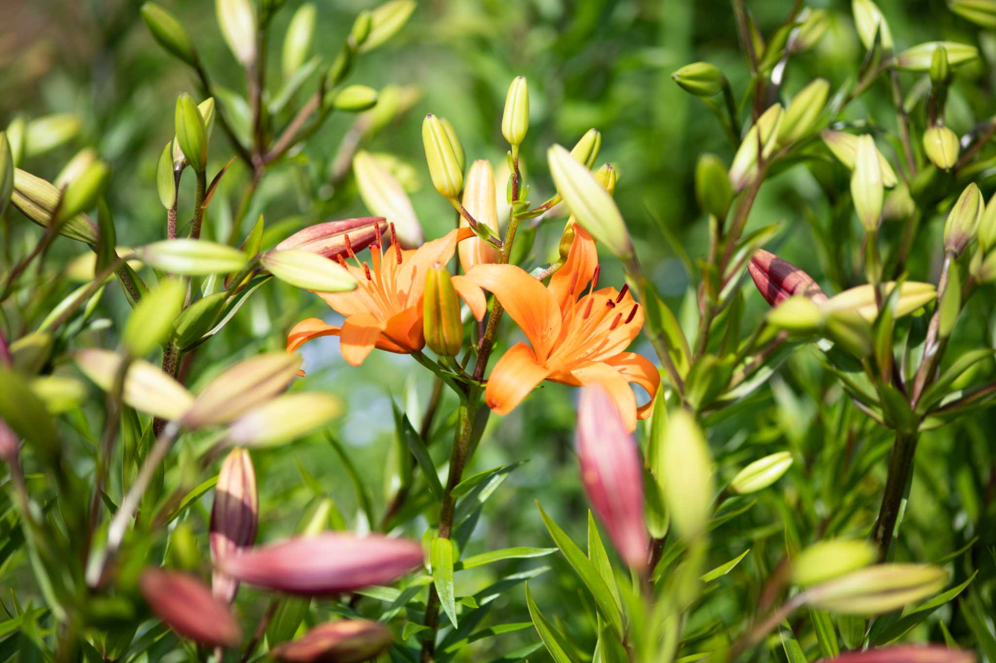 Can You Cut Lilies Down After They Bloom?