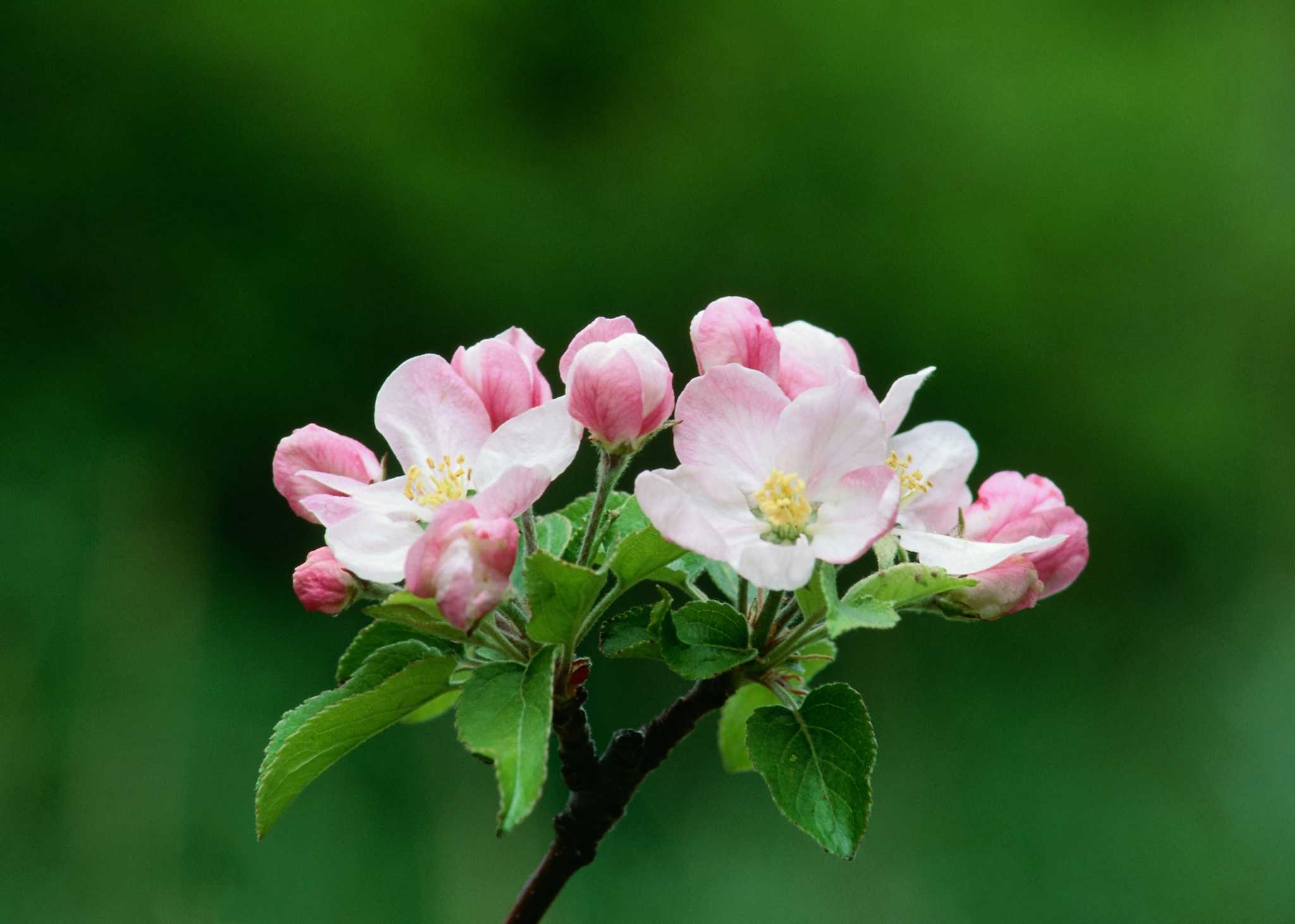 gala apple tree flowers