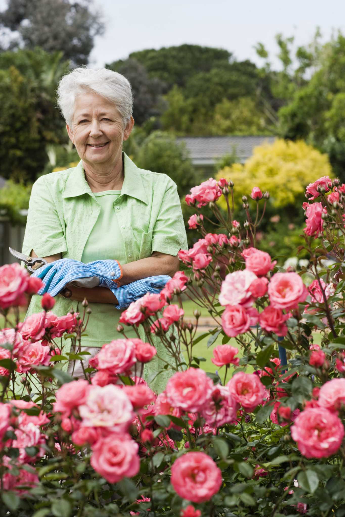 Garden Pests That Eat Flower Petals