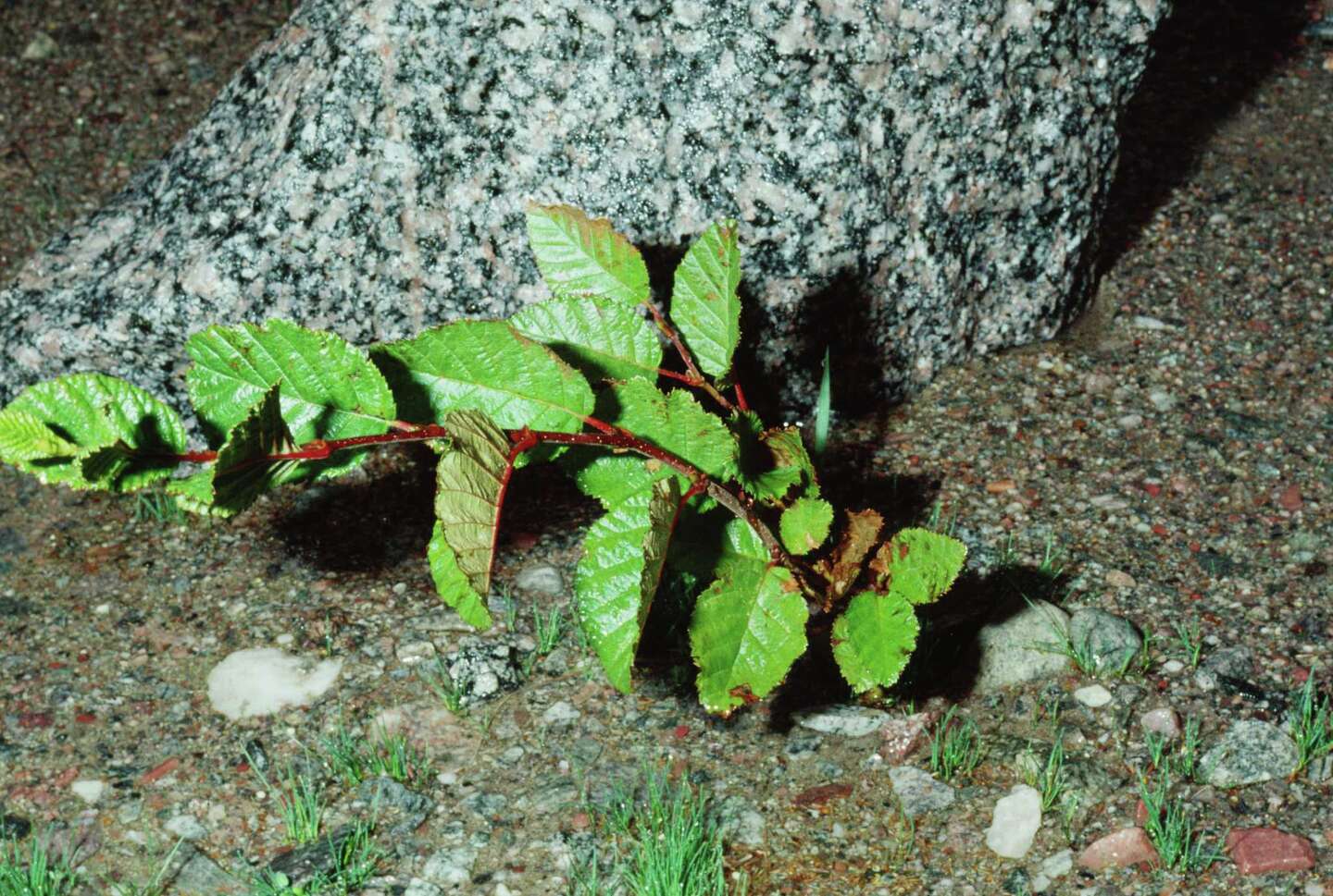 How to Garden in Rocky Soil