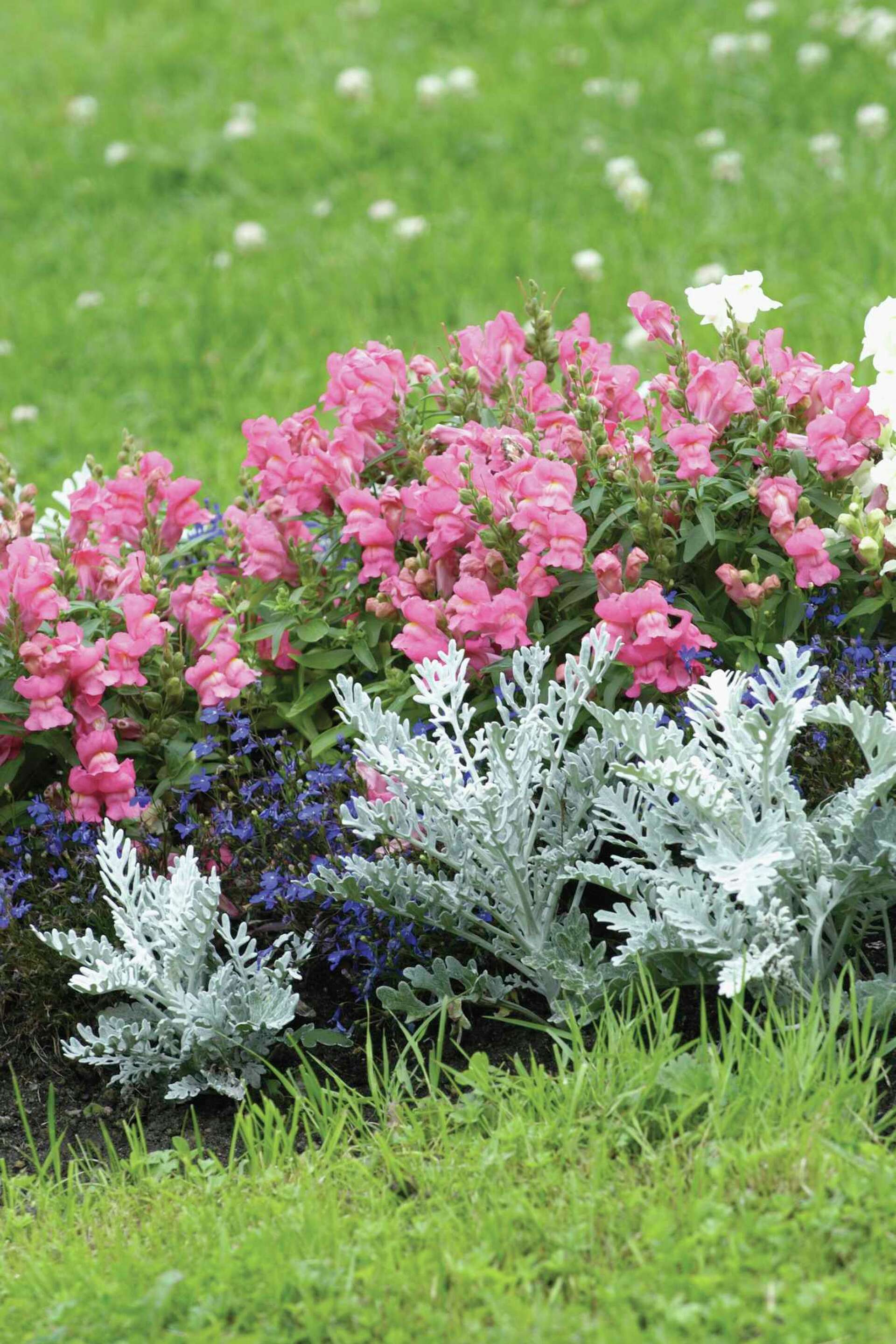 Can the Flower Cineraria Start a New Plant From a Leaf Cutting?