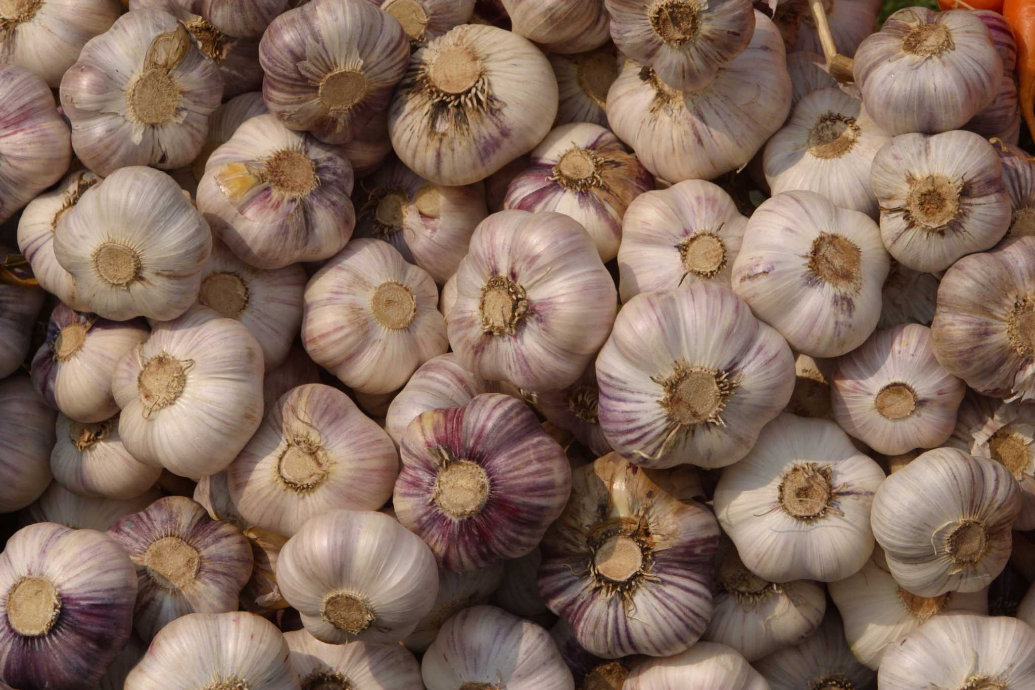 Garlic flea outlet repellent