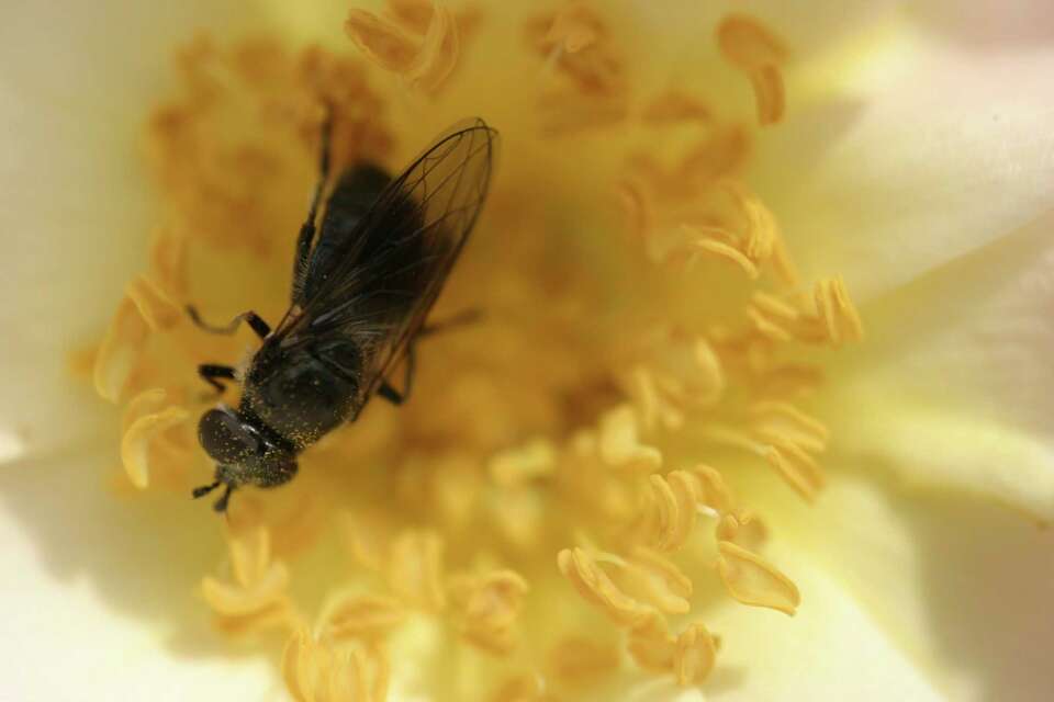 Can a Granny Smith Apple Tree Pollinate a Gravenstein Apple?