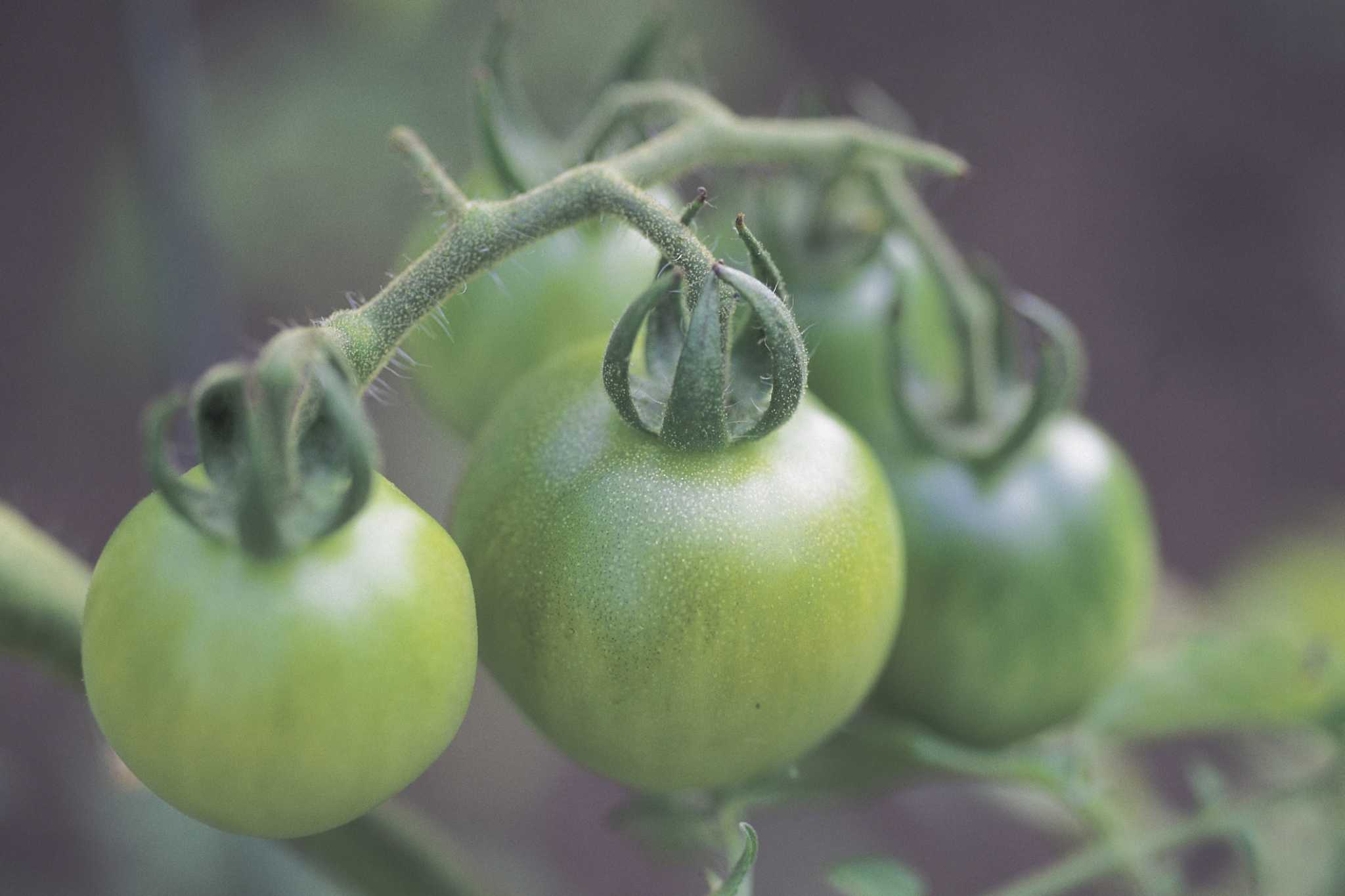 Can Green Tomatoes Turn Red When Off the Vine?