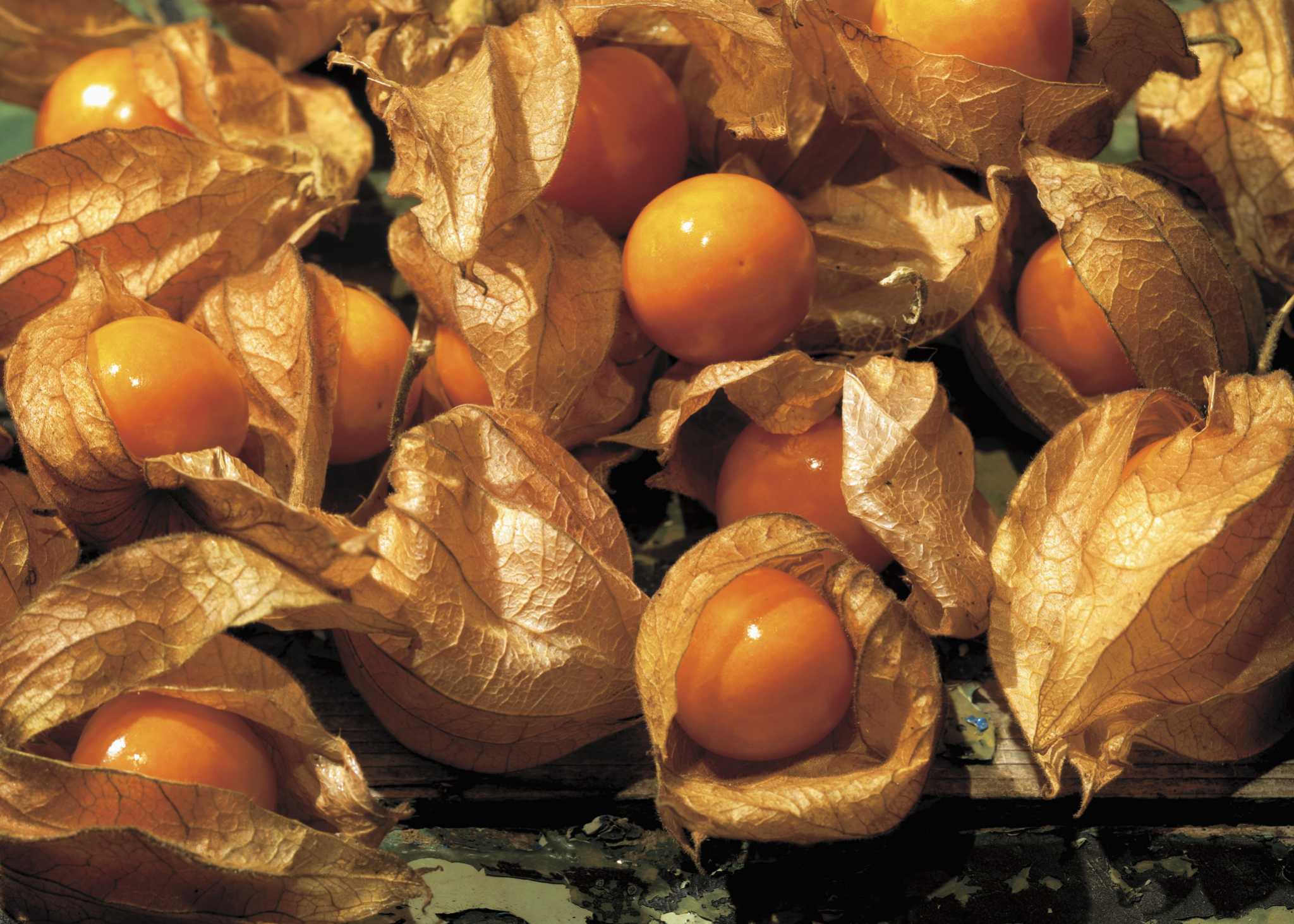 Can Ground Cherries Grow From Cuttings?
