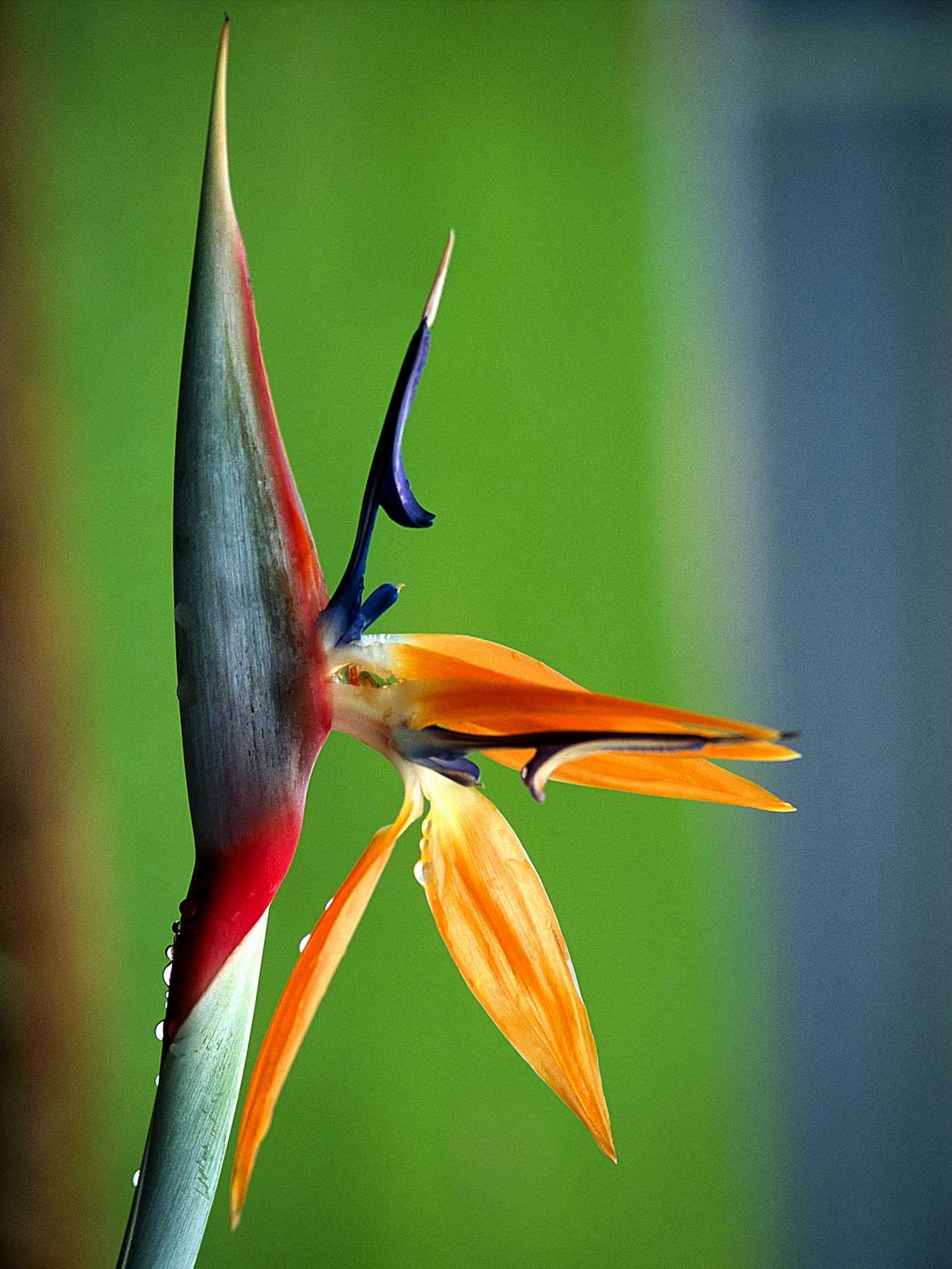 Can You Grow Birds of Paradise Plants Indoors?