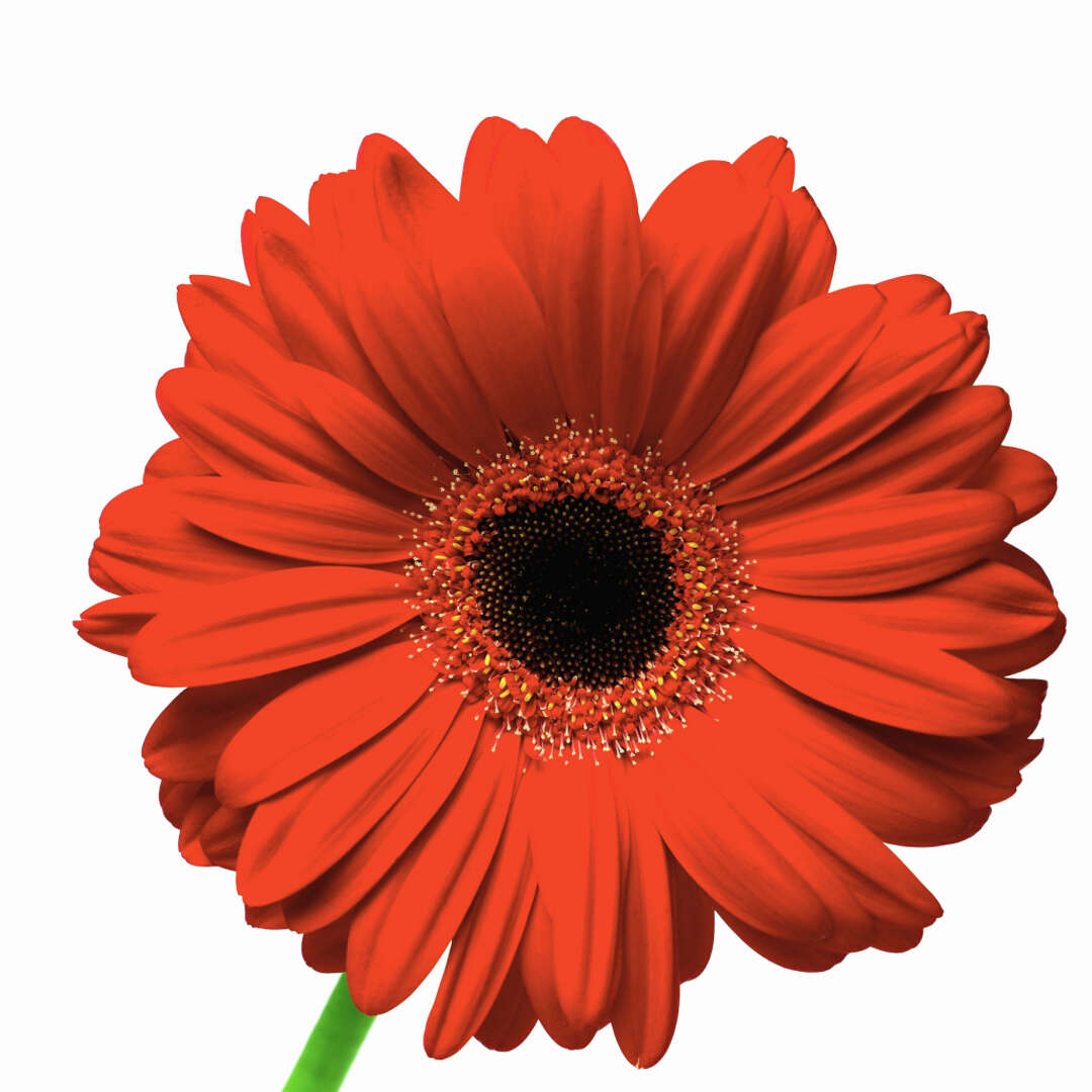 When Do Gerbera Daisies Go Dormant?