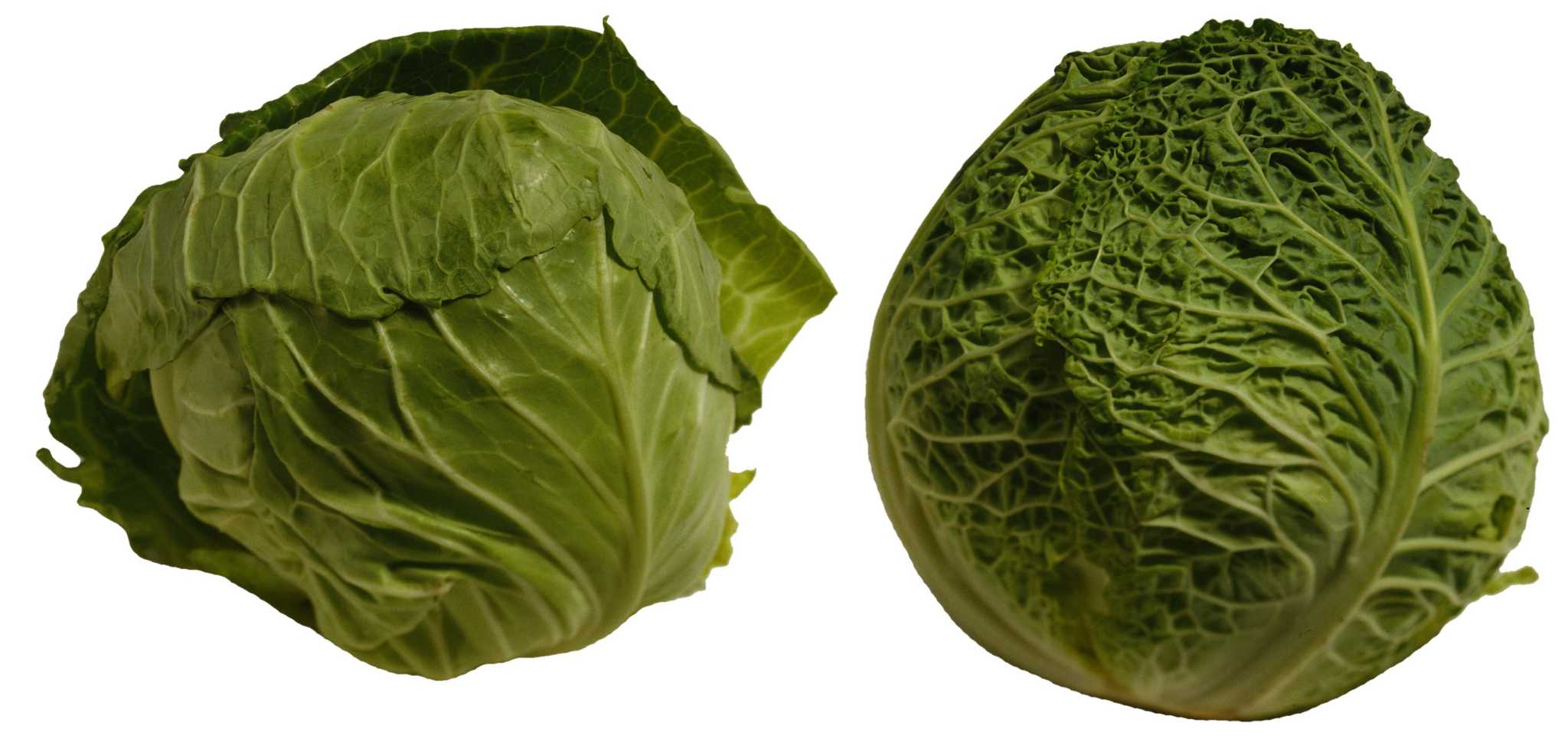 How to Germinate Cabbage Seeds