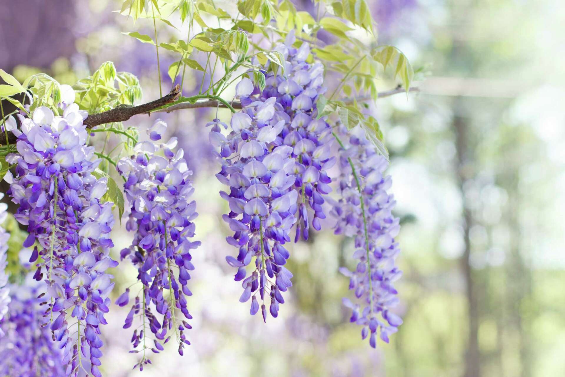 How to Germinate Dried Wisteria Seeds