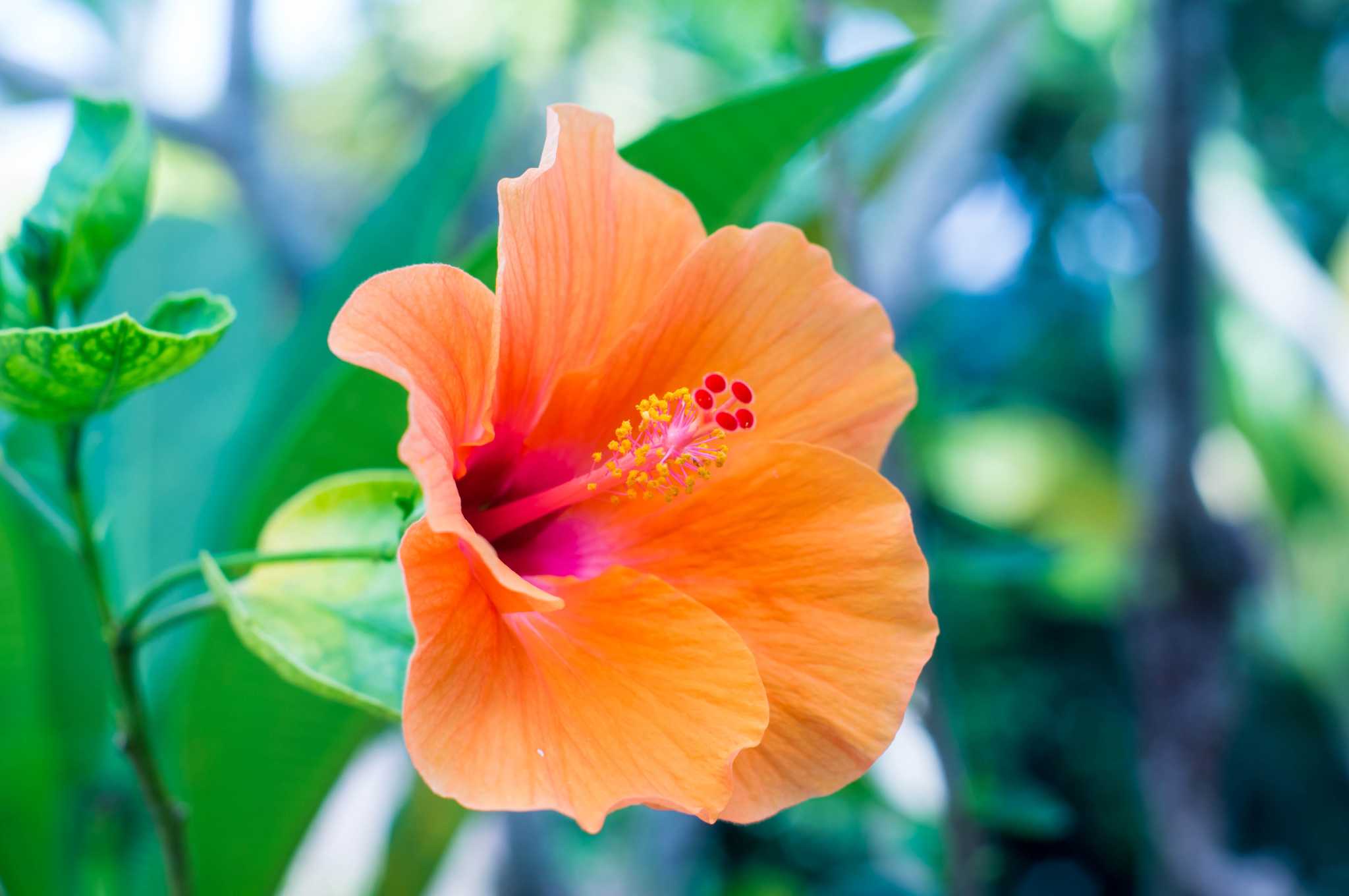 Are Hibiscus Plants Poisonous To Dogs And Cats