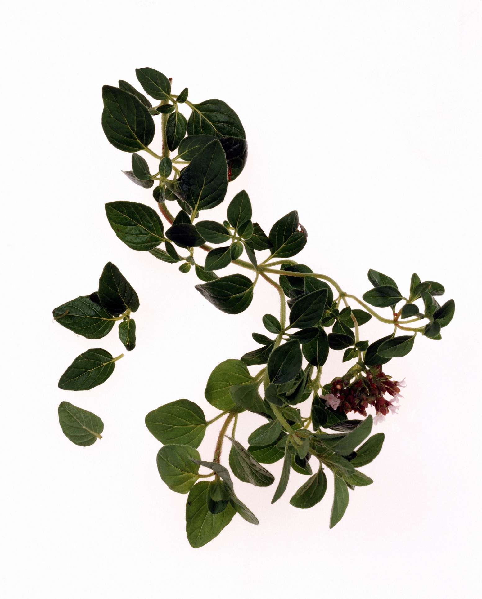 How to Use Oregano to Kill Insects