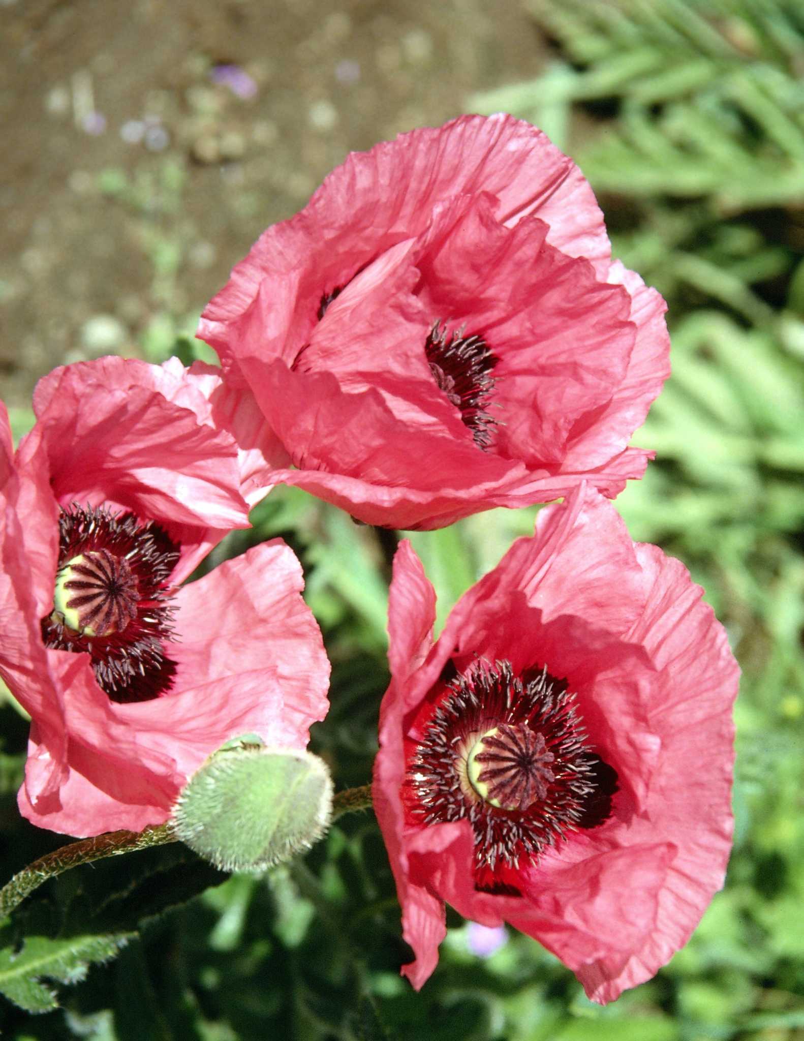 How to Germinate Oriental Poppies
