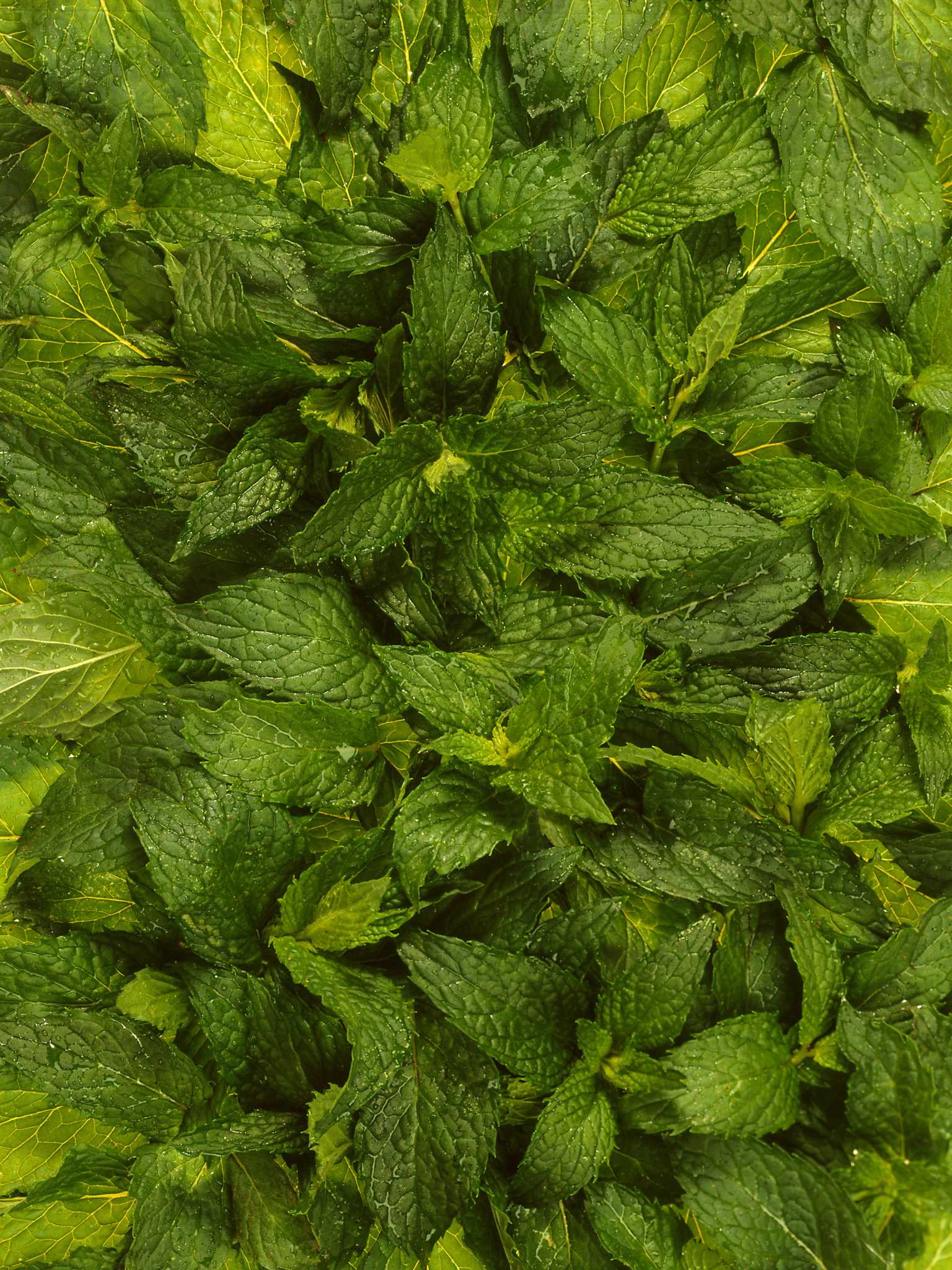 Does a Peppermint Herb Plant Deter a Stray Cat?
