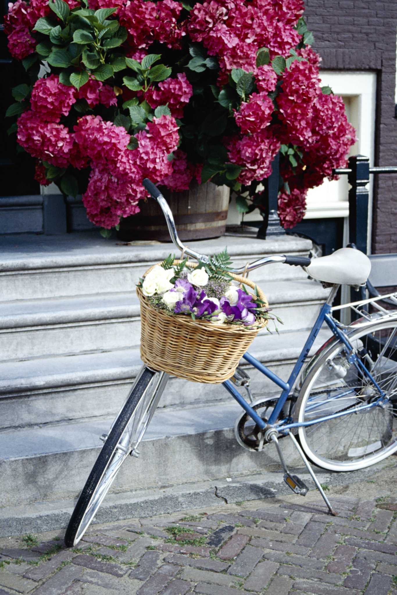 When to Prune a Quick Fire Hydrangea