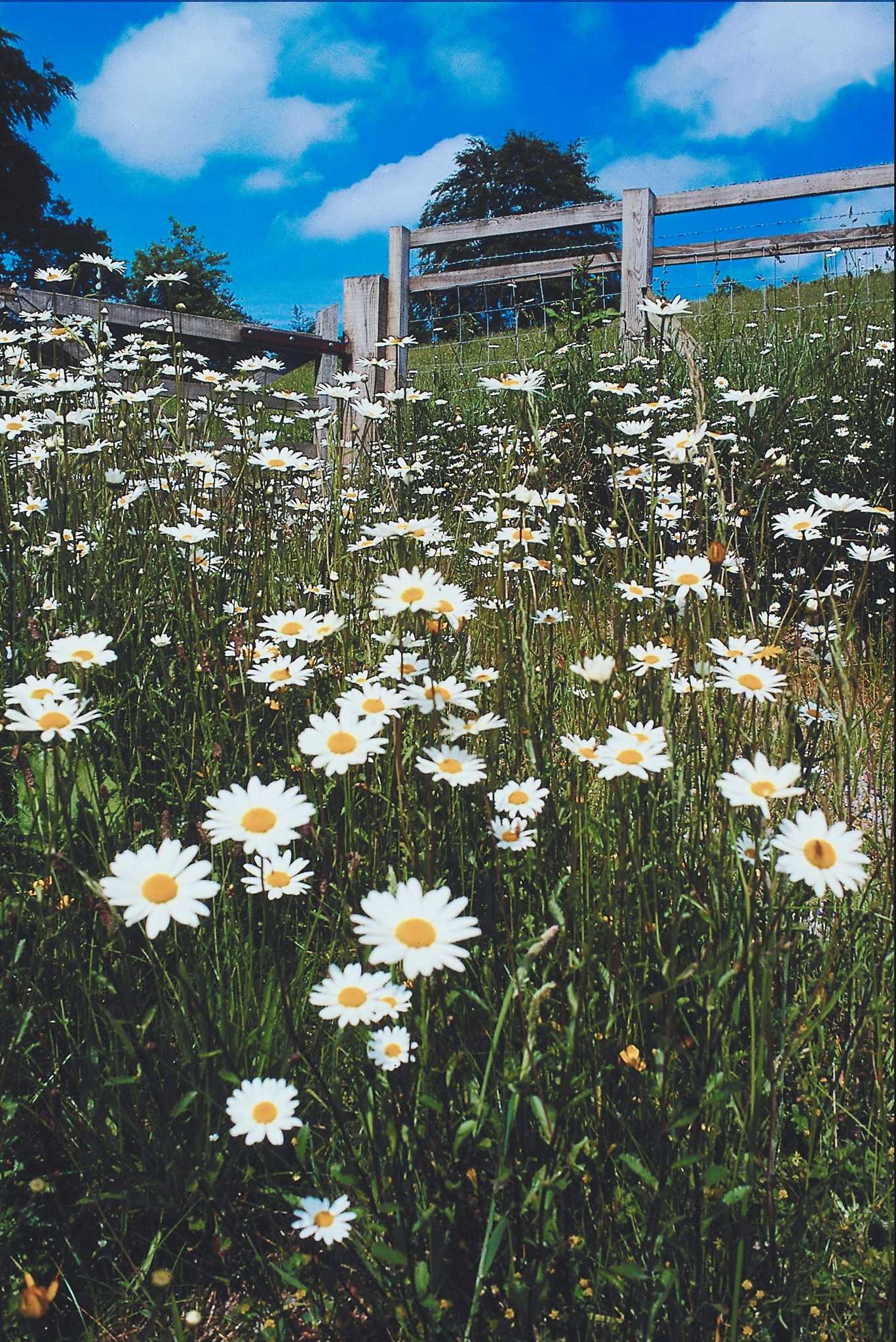 How to Grow Lawn Daisy
