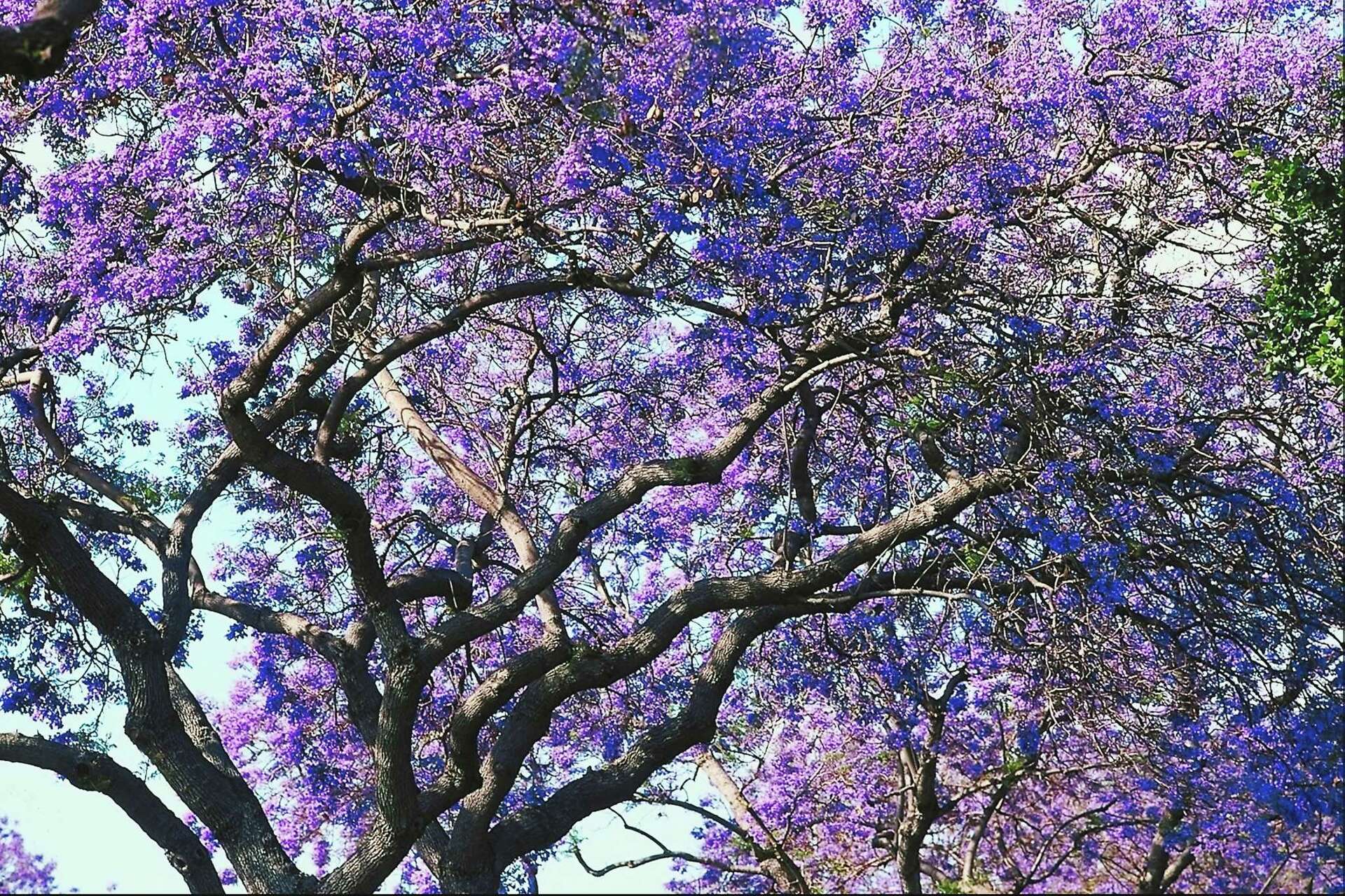 How to Plant a Jacaranda Tree