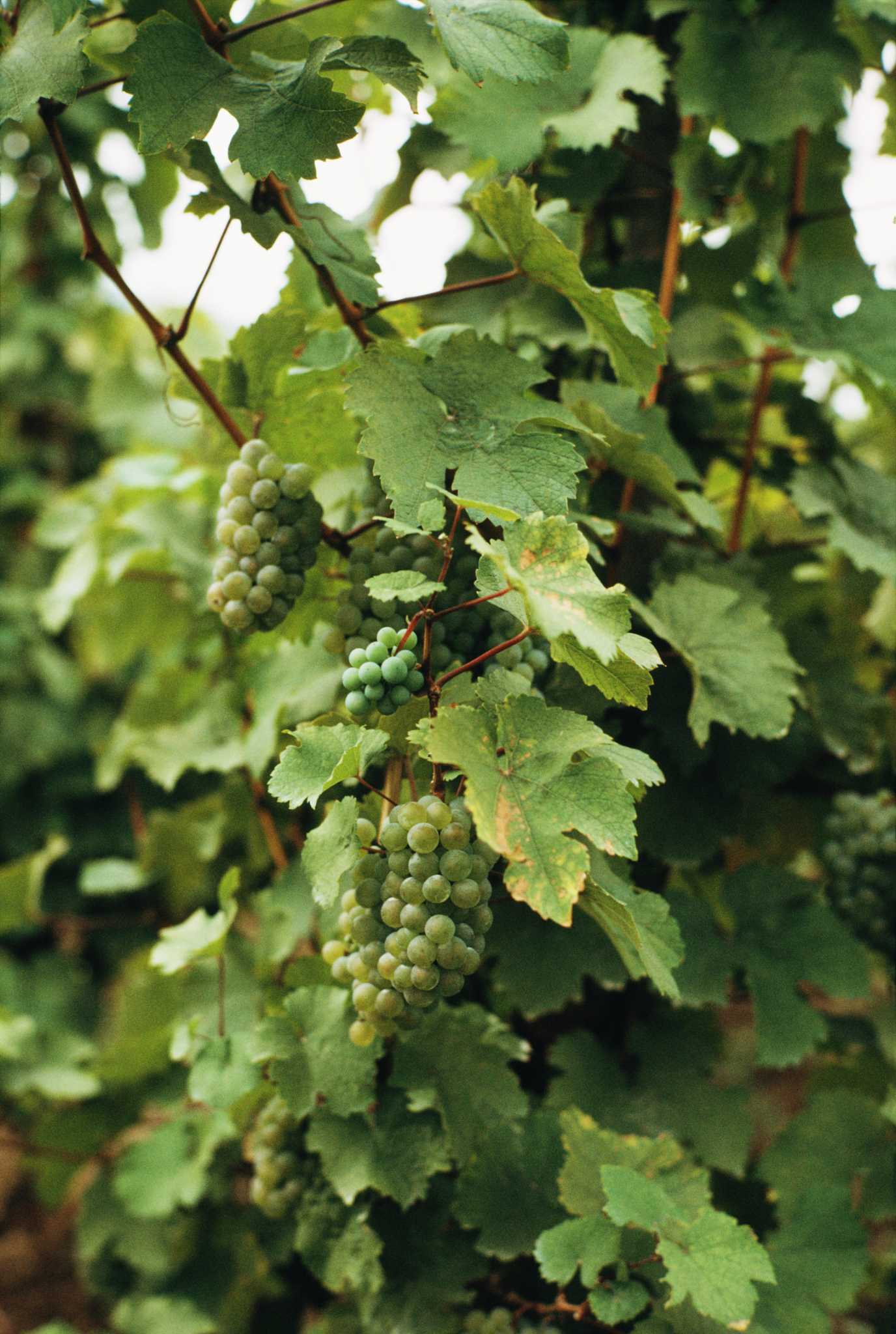 can-you-kill-grapevines-with-rock-salt