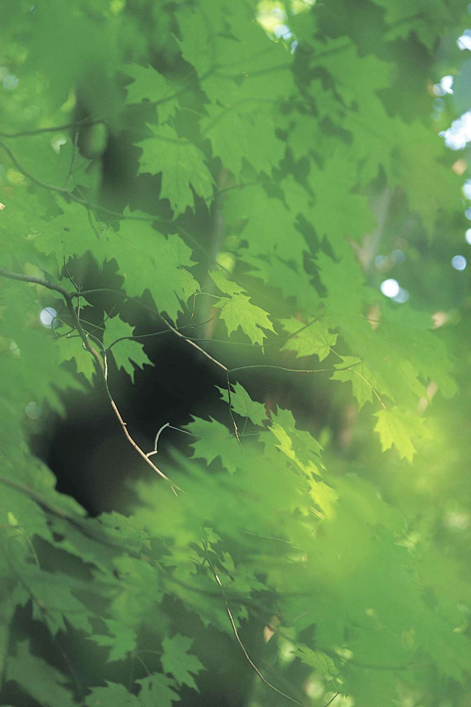 How to Tell the Age of Maple Trees