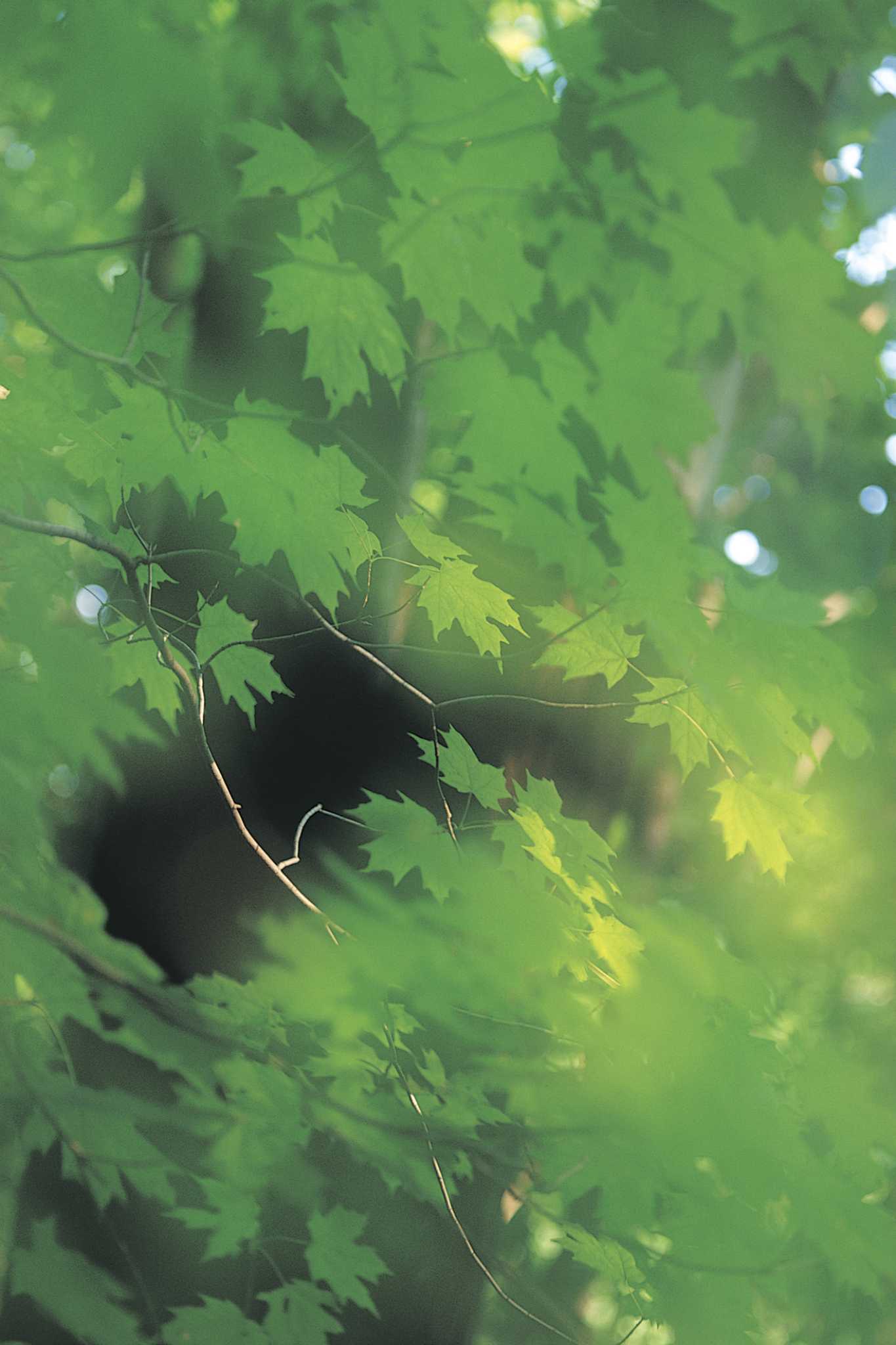 How to Tell the Age of Maple Trees