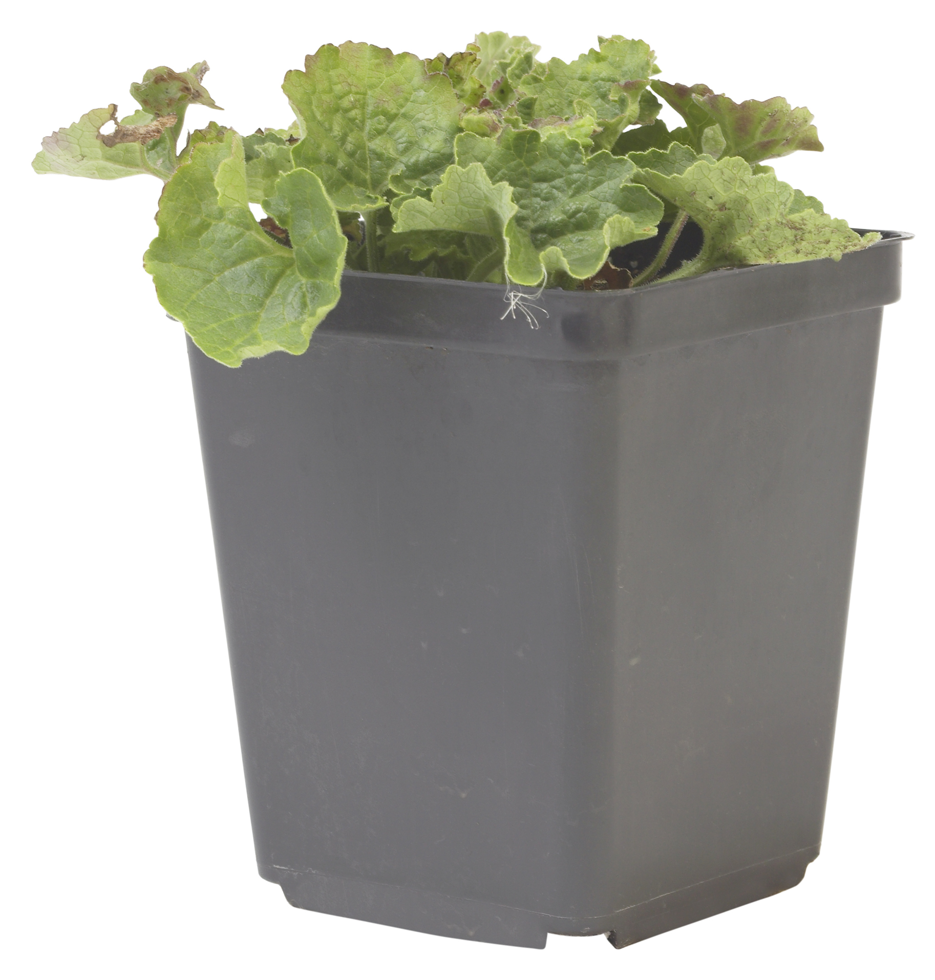 What Is the Germination Period for Geraniums?