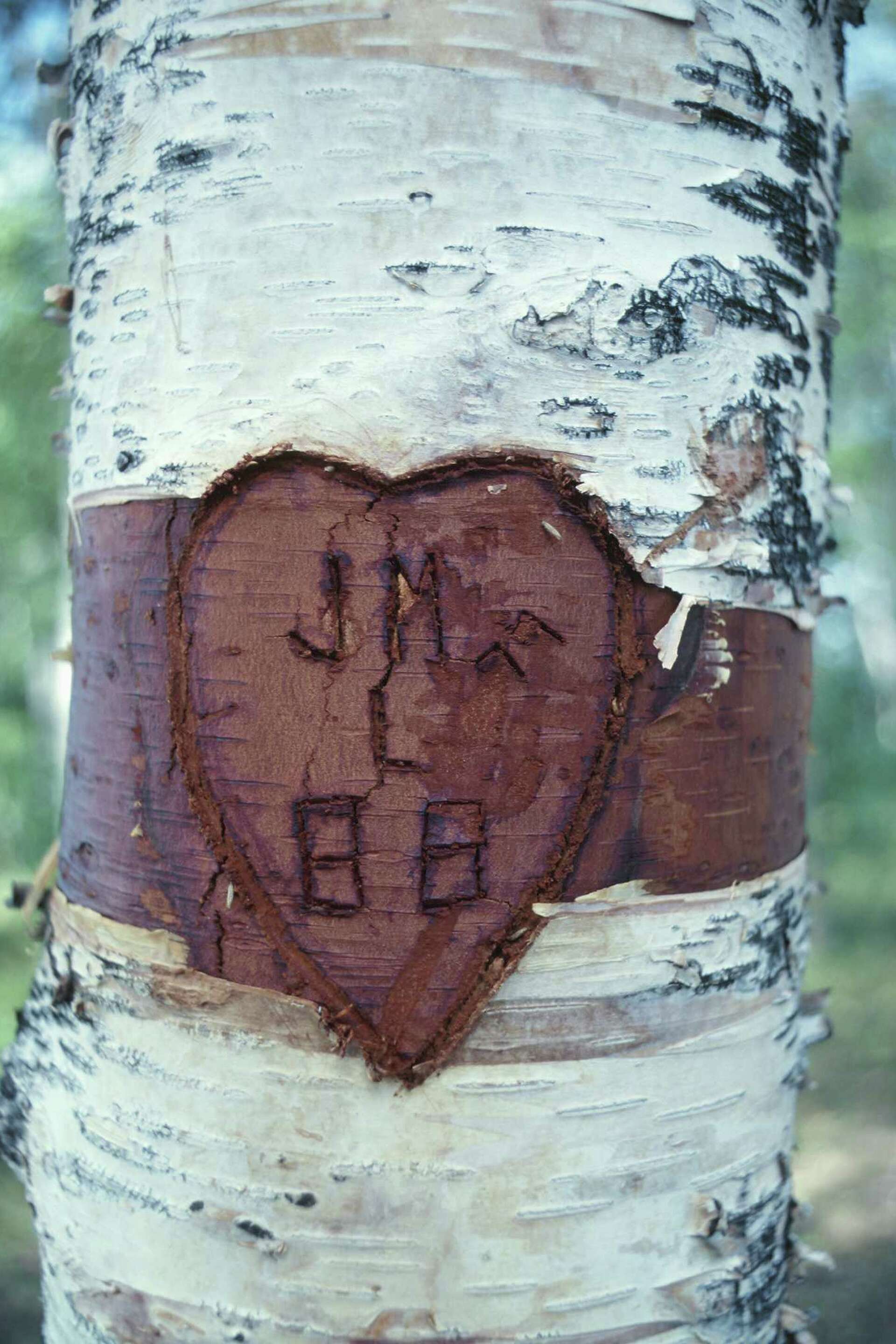 Widdled Tree Girdled Tree Remedy