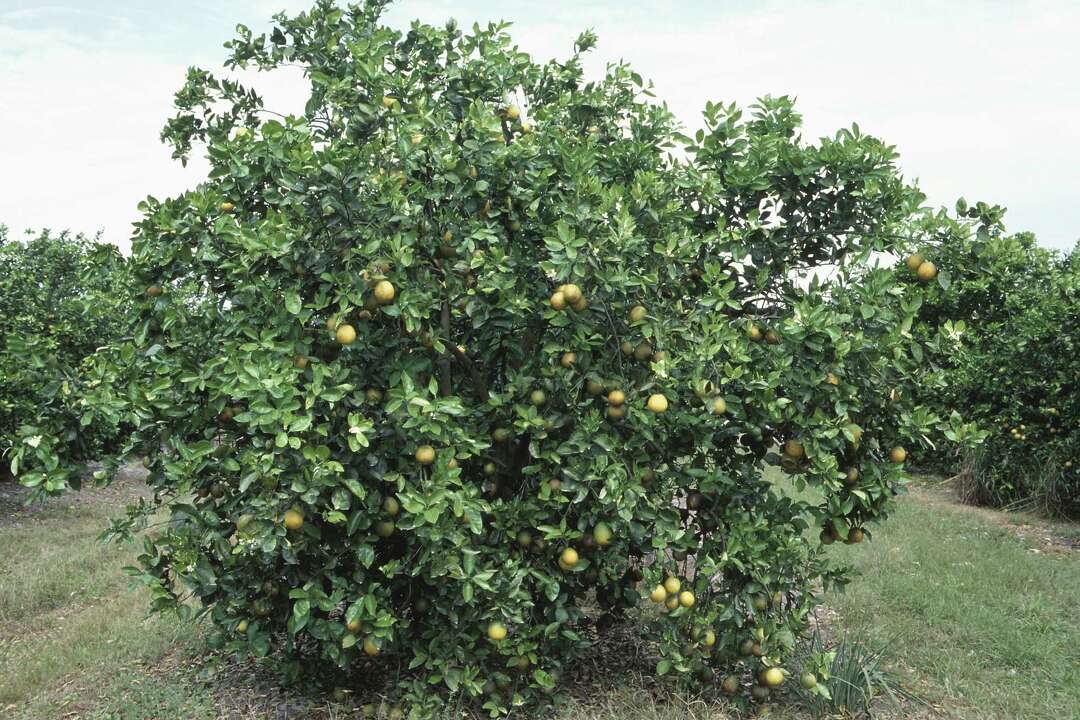 Can Lemon Trees Survive After a Frost?