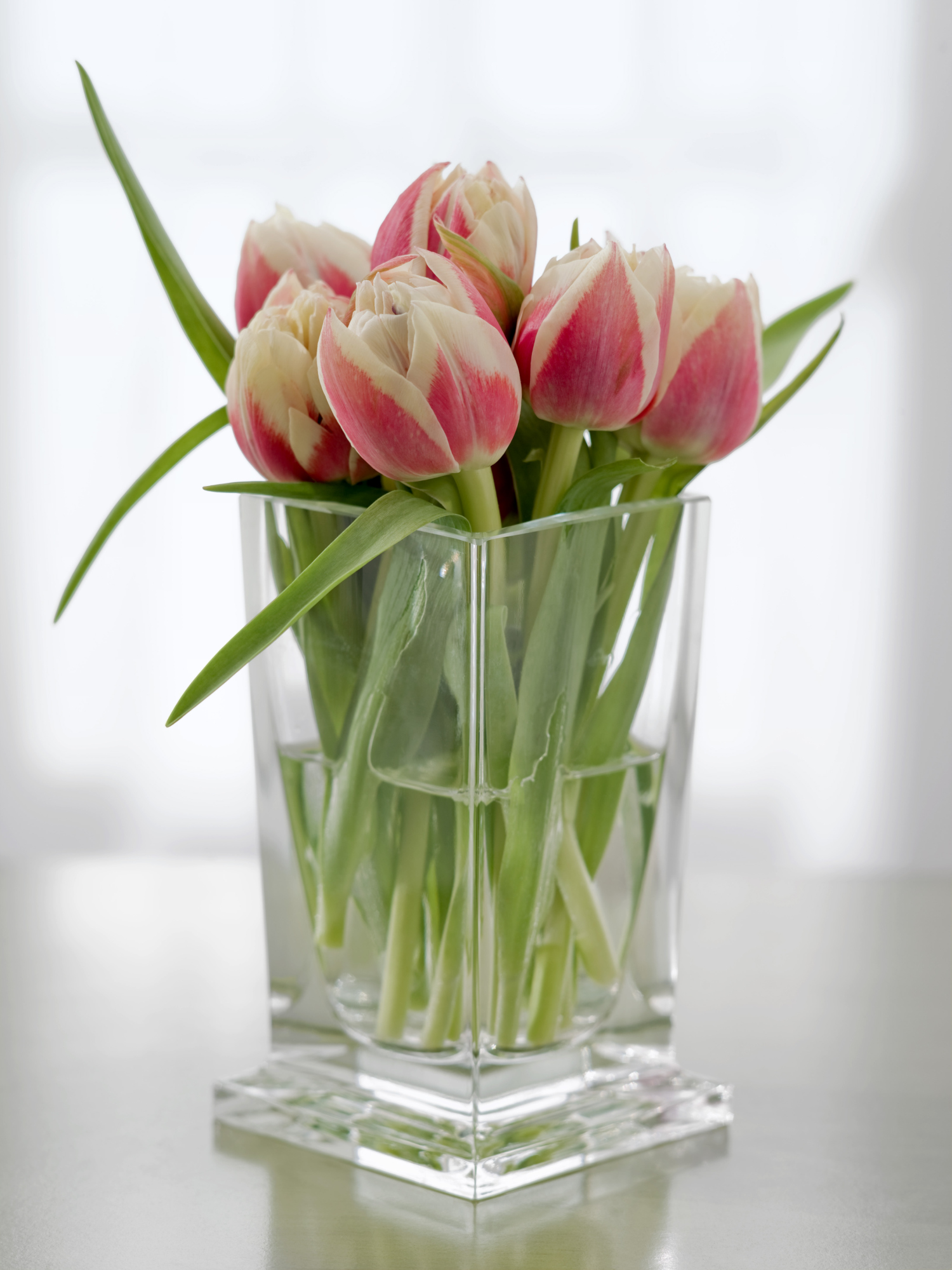 At What Temperature Should Cut Tulips Be Stored?