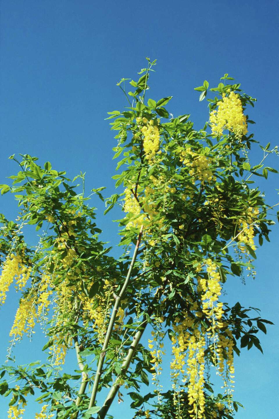 Golden Chain Tree Propagation