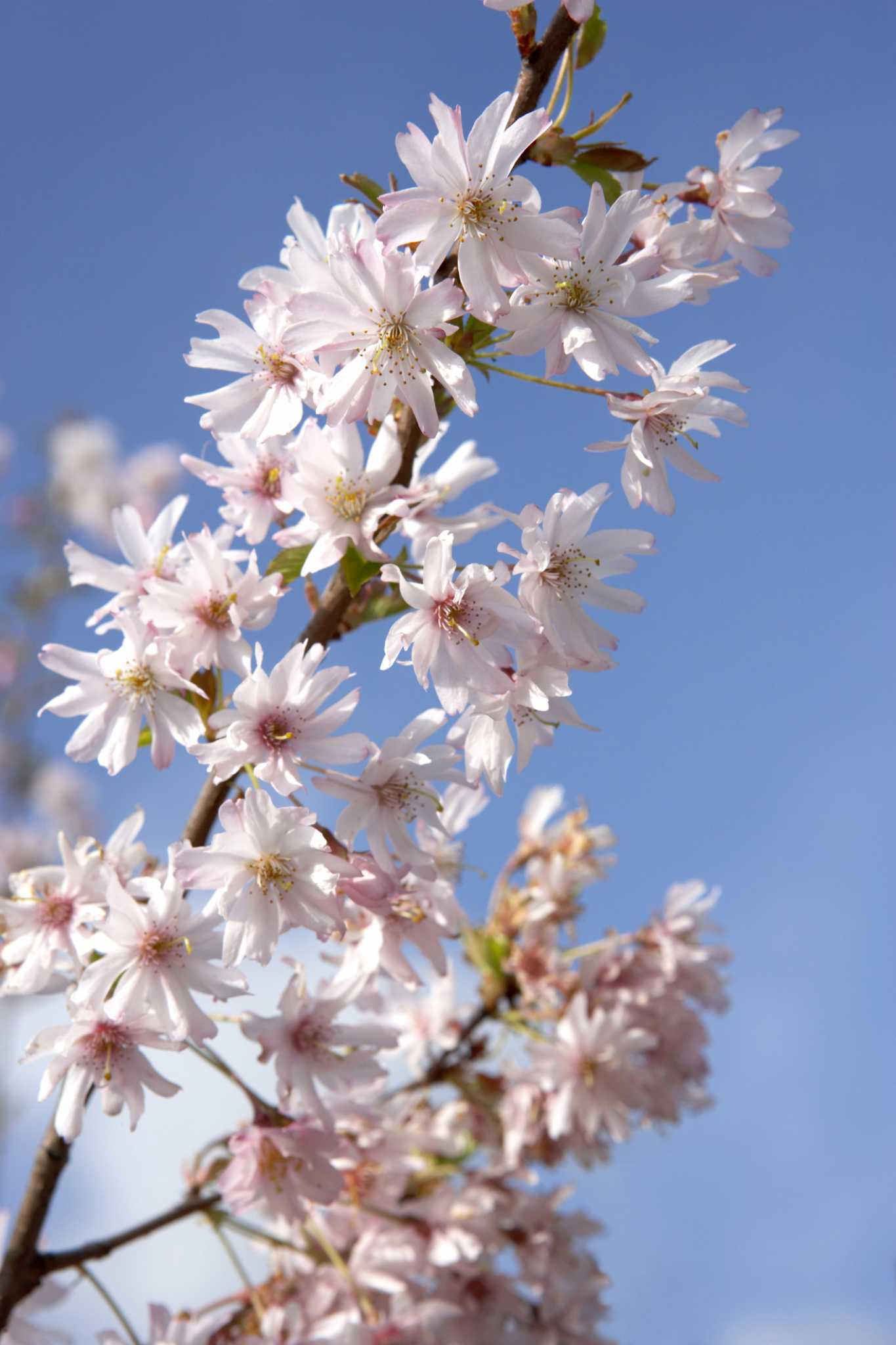 Districante Stubben Care On Cherry Blossom