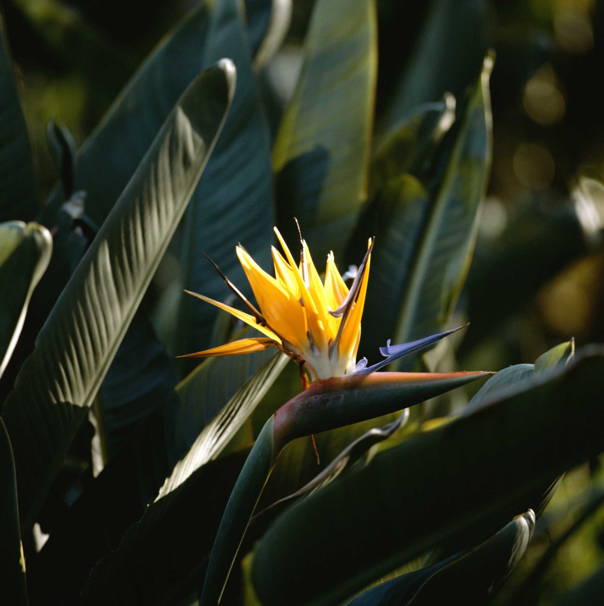 Image of Sweet olive bird of paradise companion plant