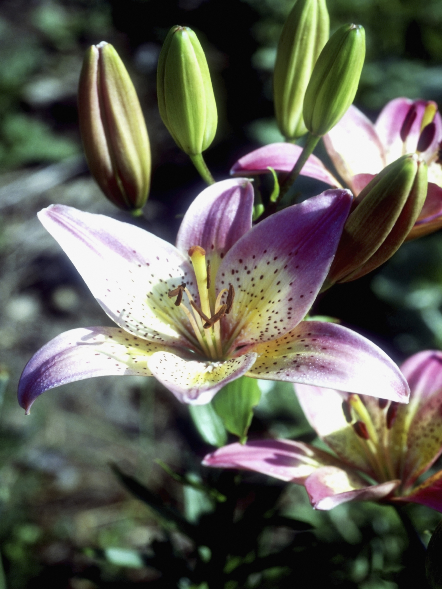 How to Grow Japanese Lilies