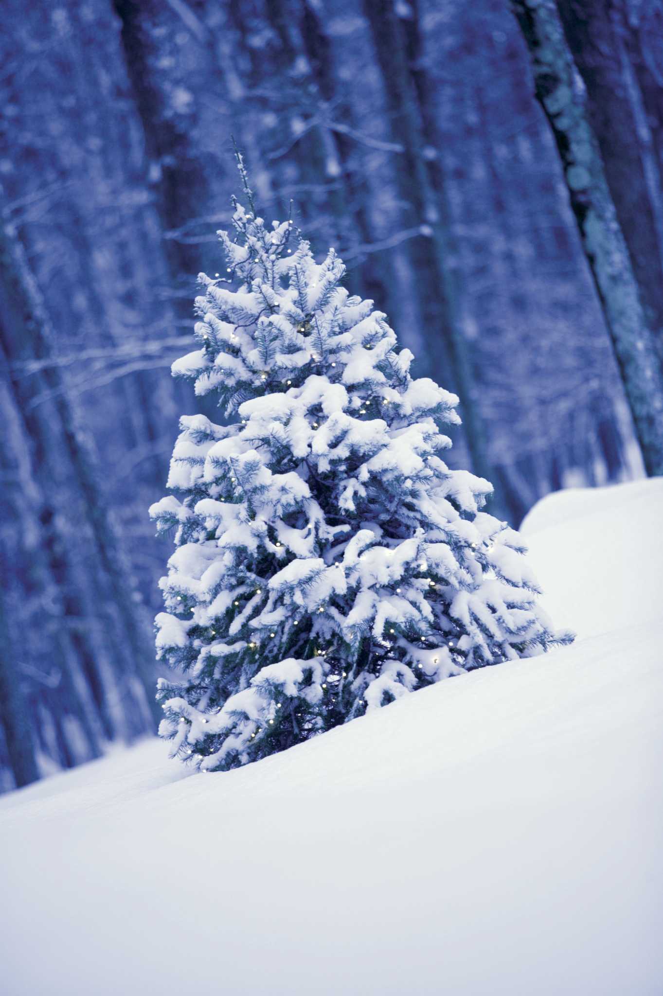 Good Ground Cover for Under Spruce Trees