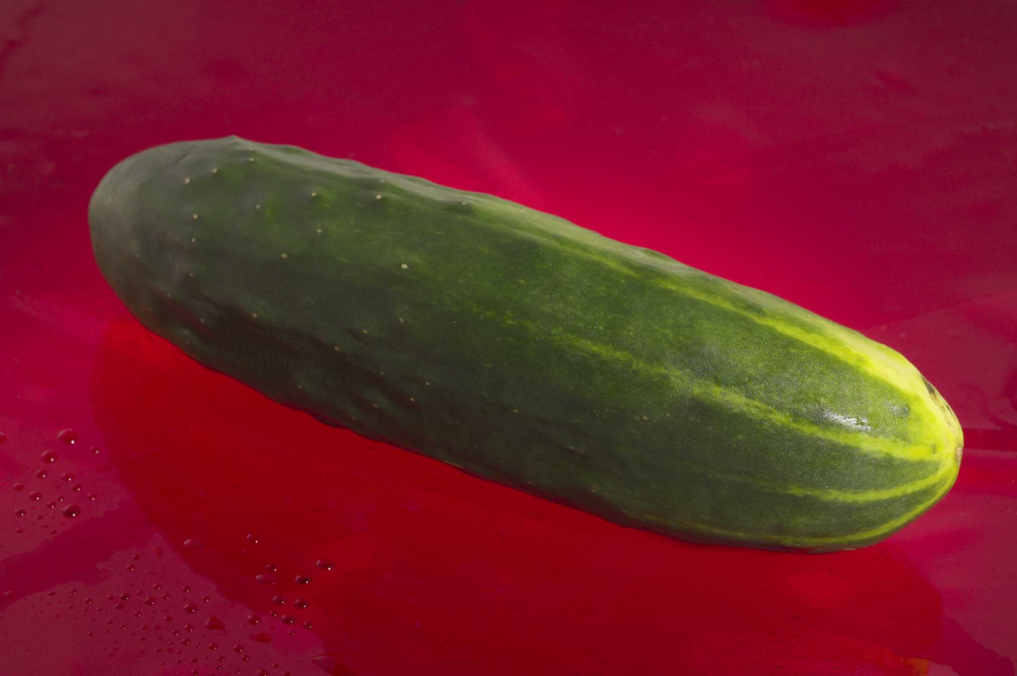 how-to-grow-cucumbers-in-an-unheated-greenhouse