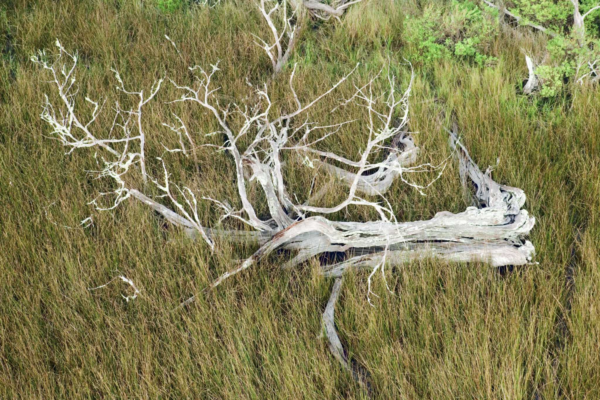 A Good Place to Get Rid of Tree Branches