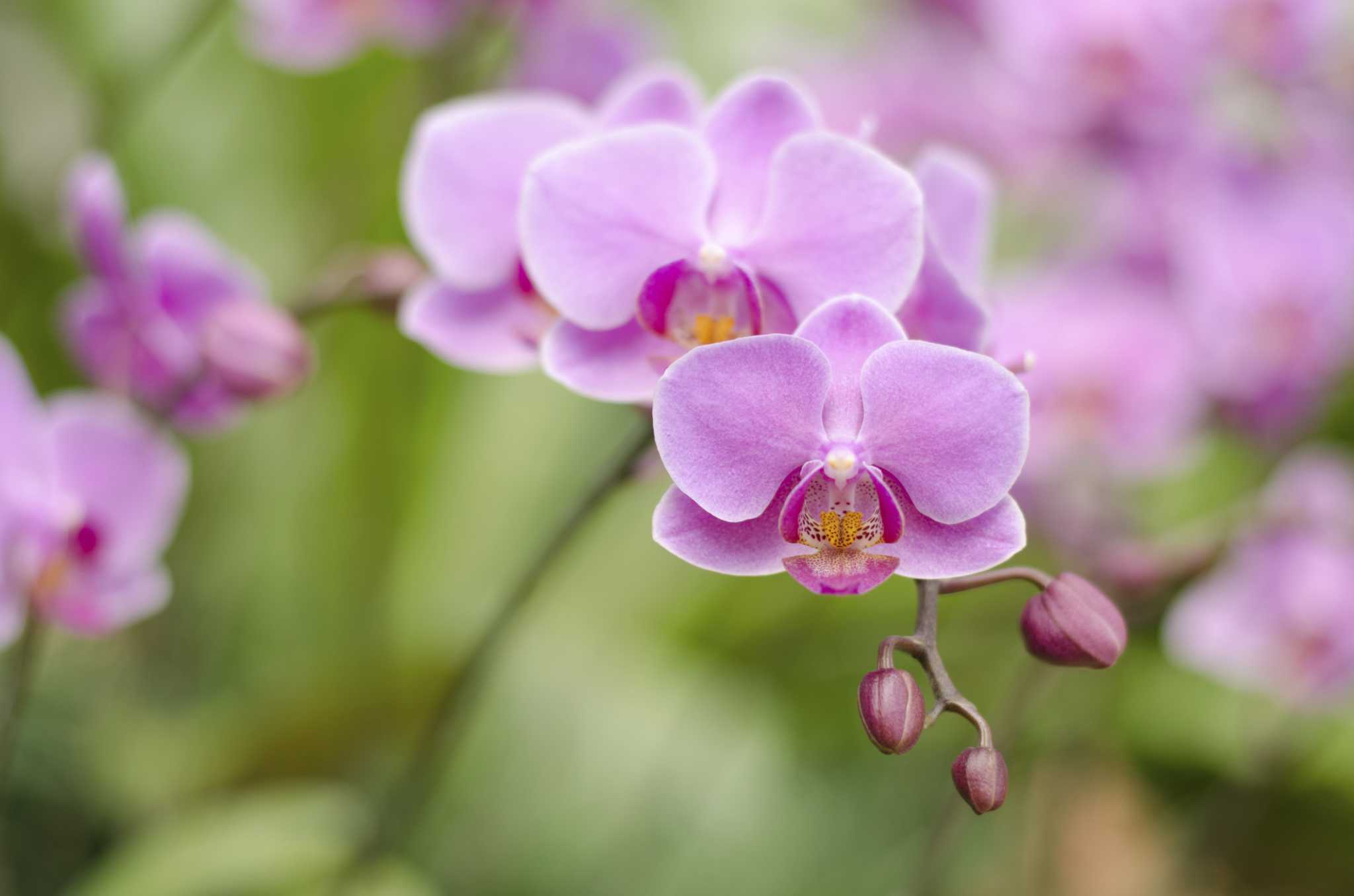 Can Phalaenopsis Orchids Be Planted in African Violet Soil?