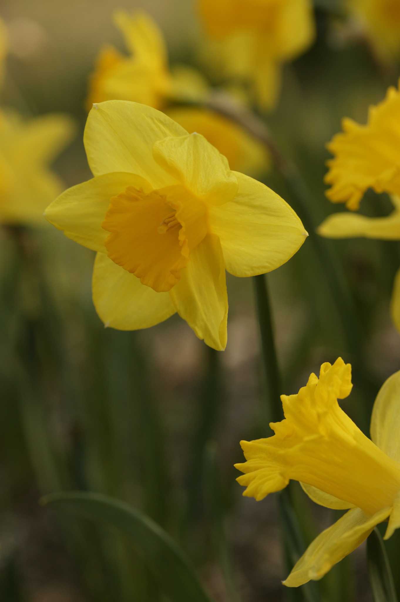 Can I Plant Bulbs Under Black Walnut Trees?