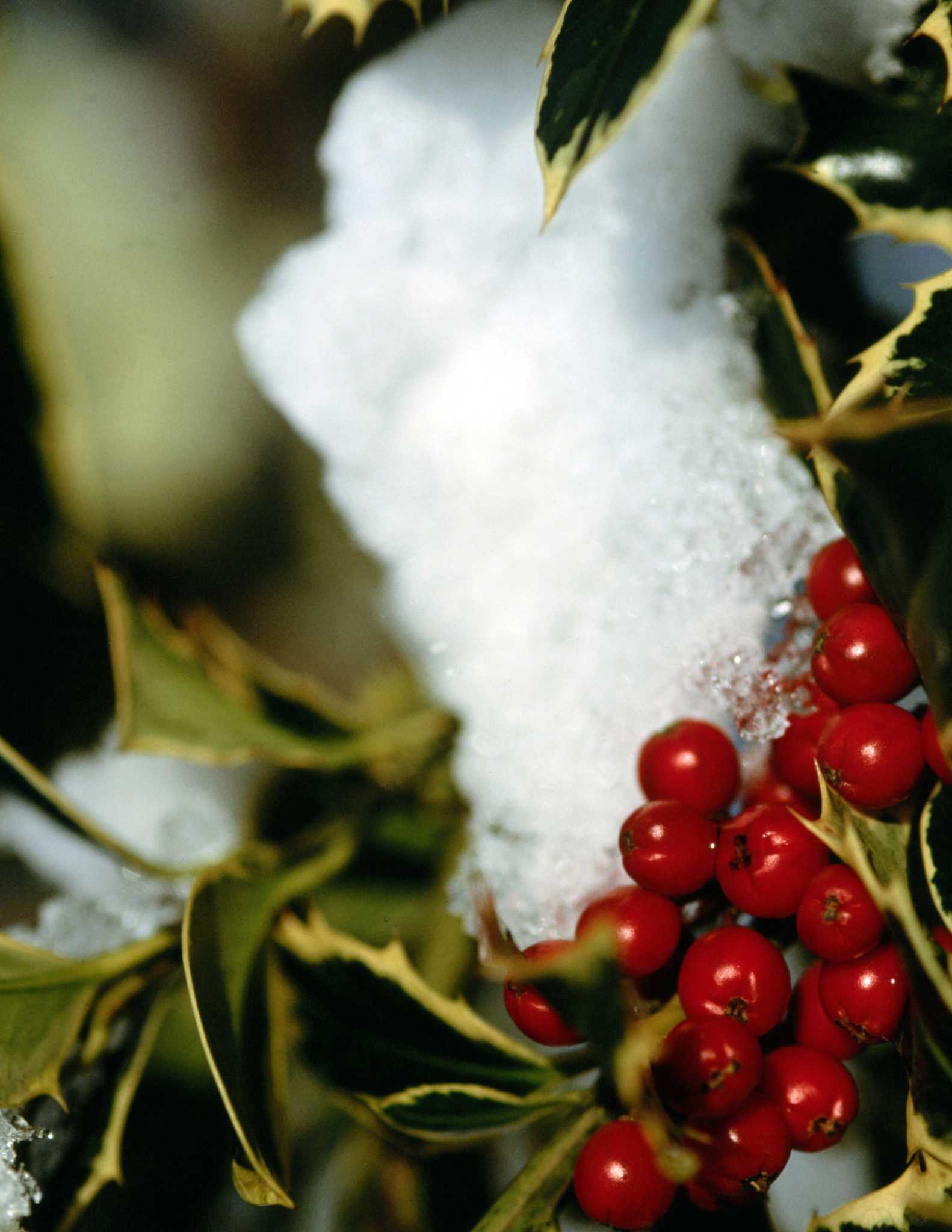 How to Remove Dead Holly Leaves