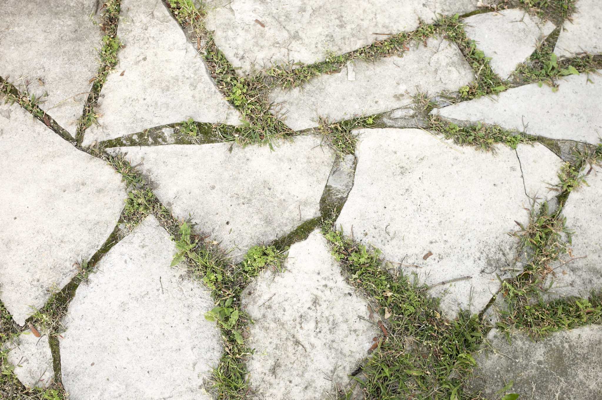 Instructions for Ortho GroundClear Concentrate