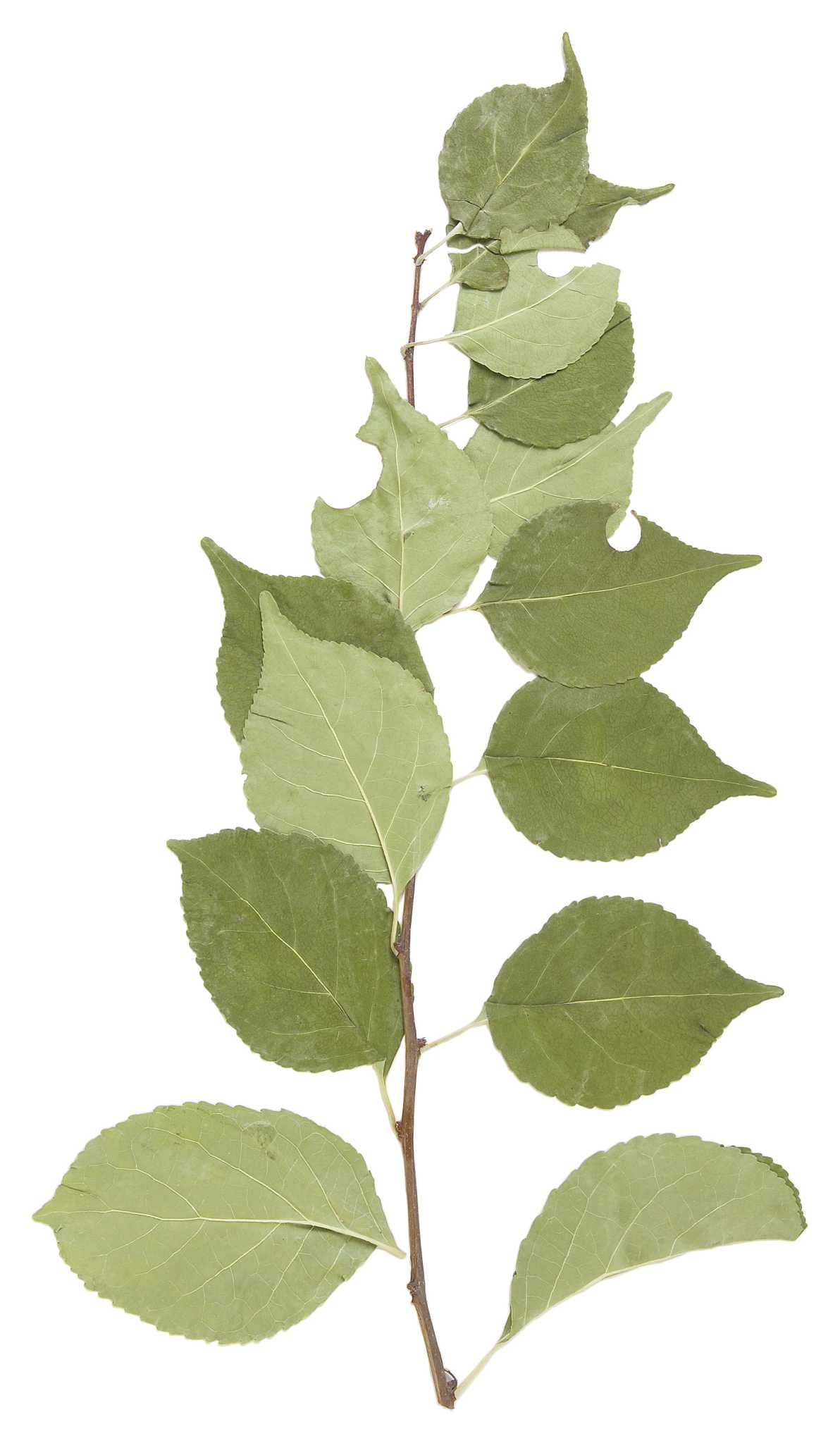 can-you-plant-a-poplar-branch-will-it-regrow