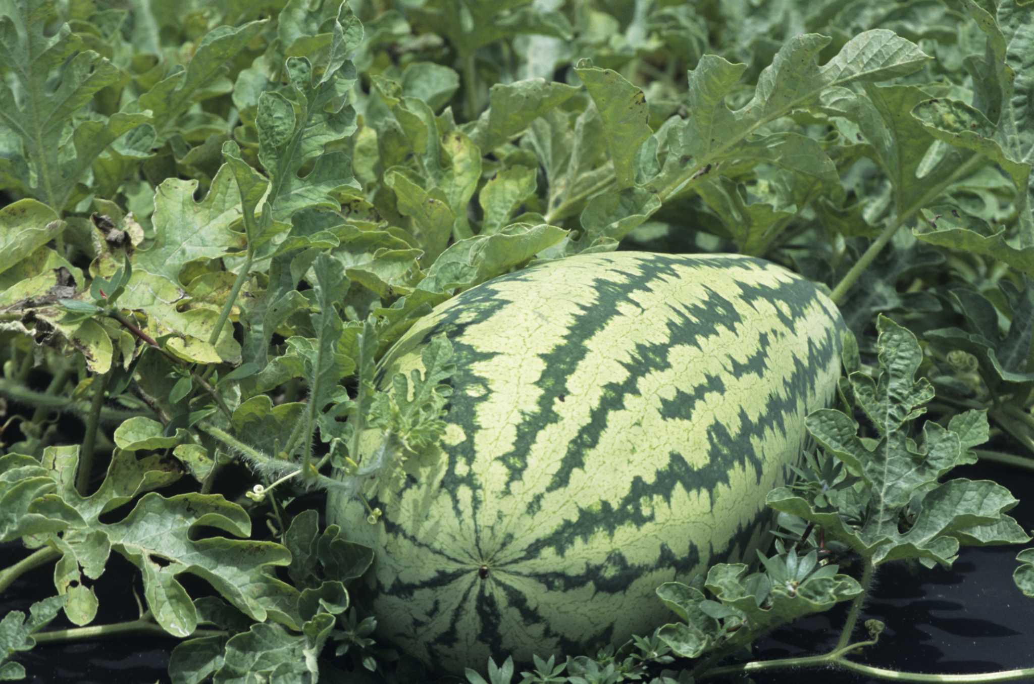 How to Grow Climbing Watermelons