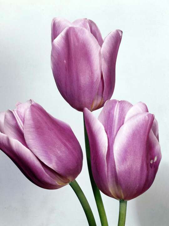 Are Tulip Stems Dangerous to Dogs?