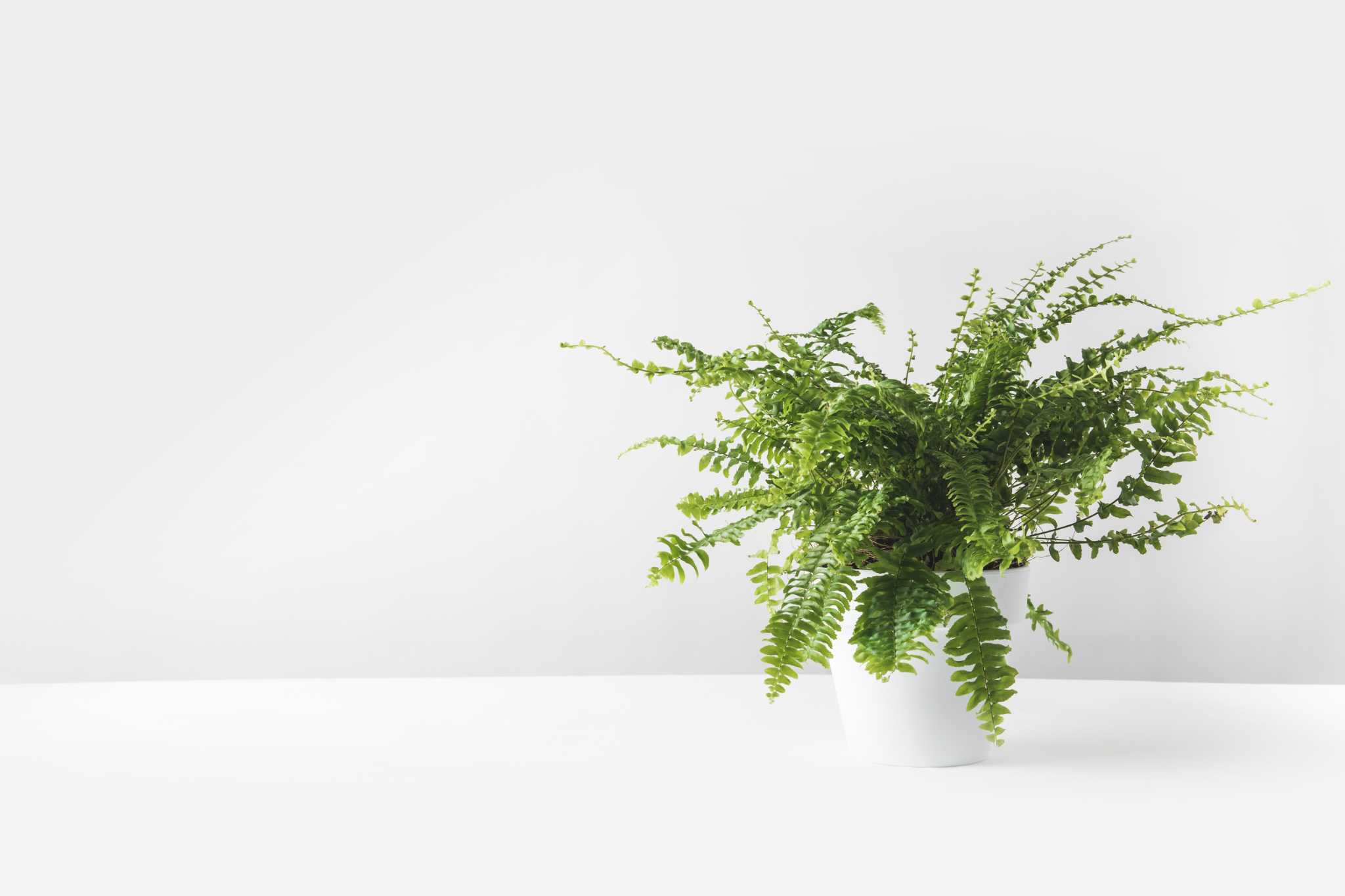 Can Ferns Survive Cold Weather? + Temperature Tolerance Guide